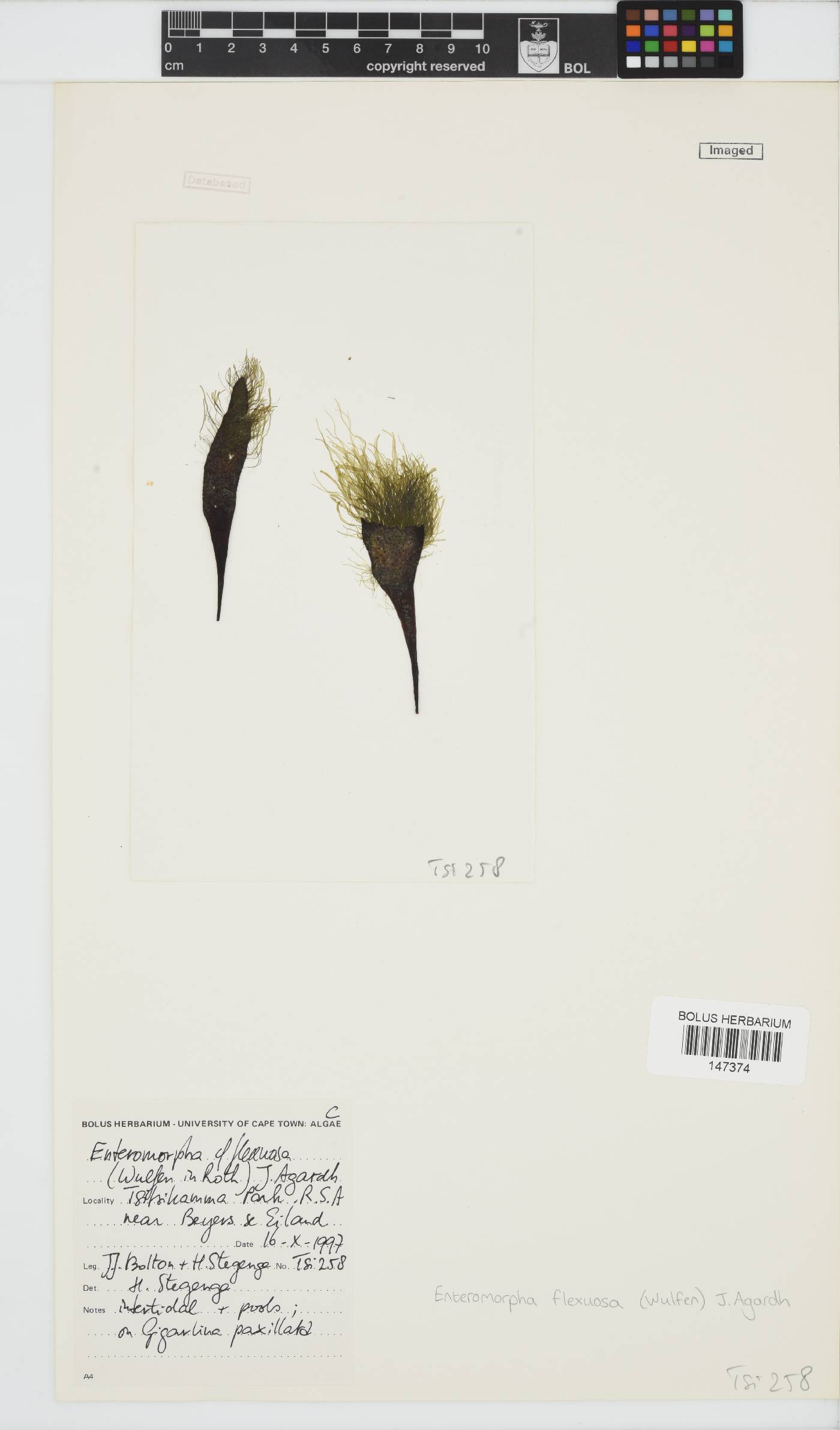 Ulva flexuosa image
