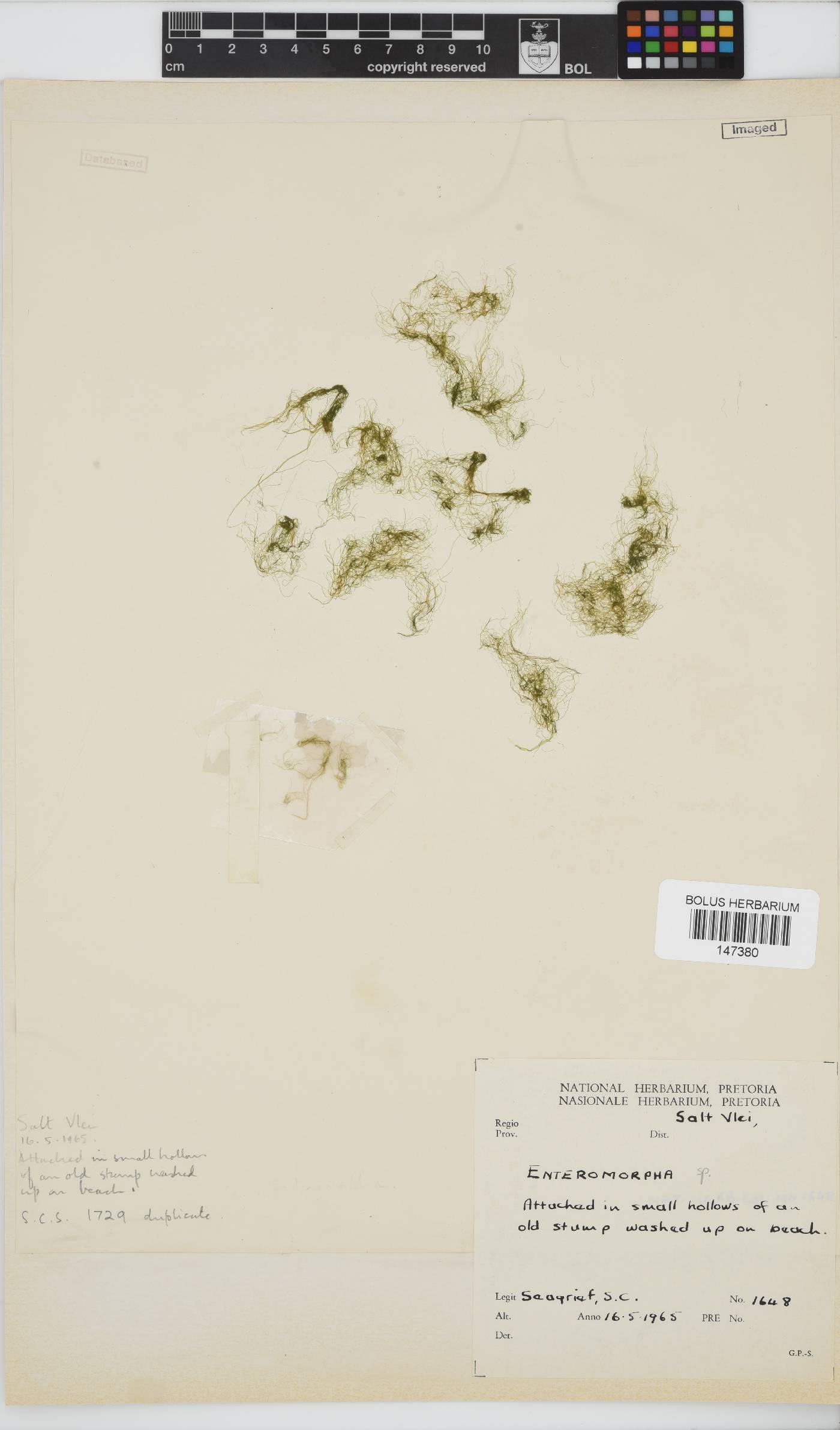 Enteromorpha image
