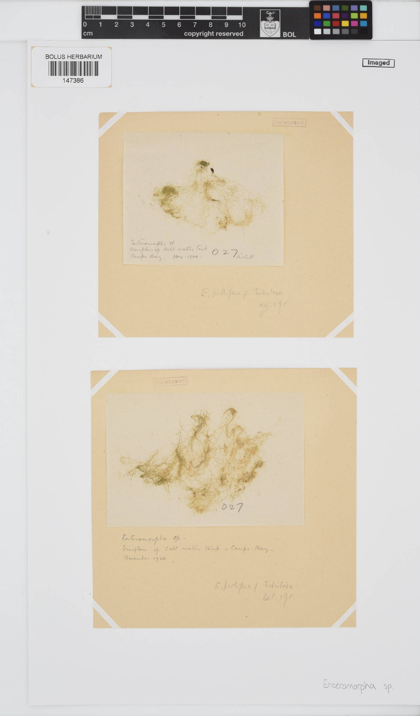 Enteromorpha image