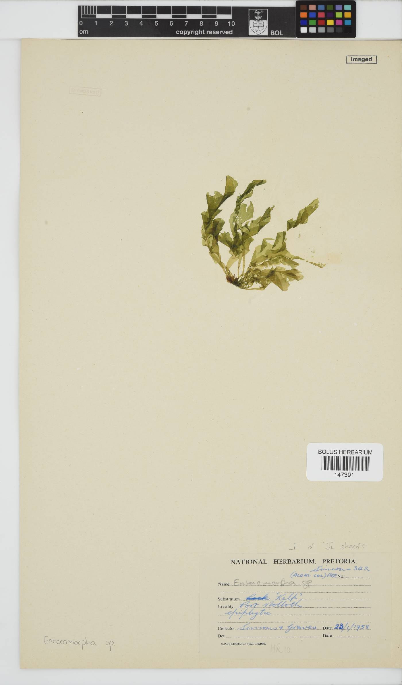Enteromorpha image