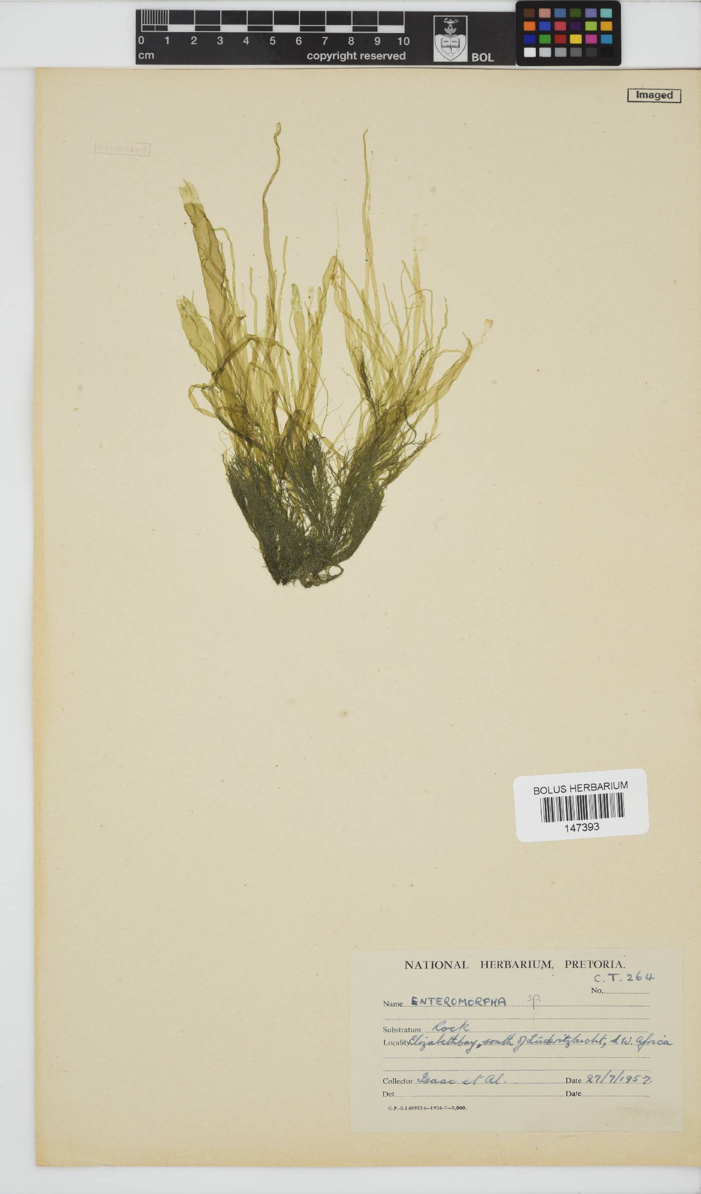 Enteromorpha image