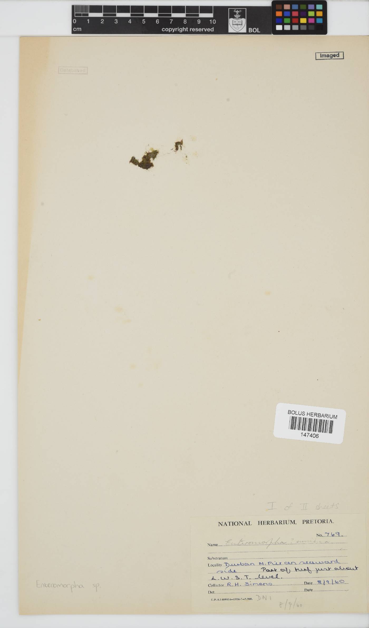Enteromorpha image