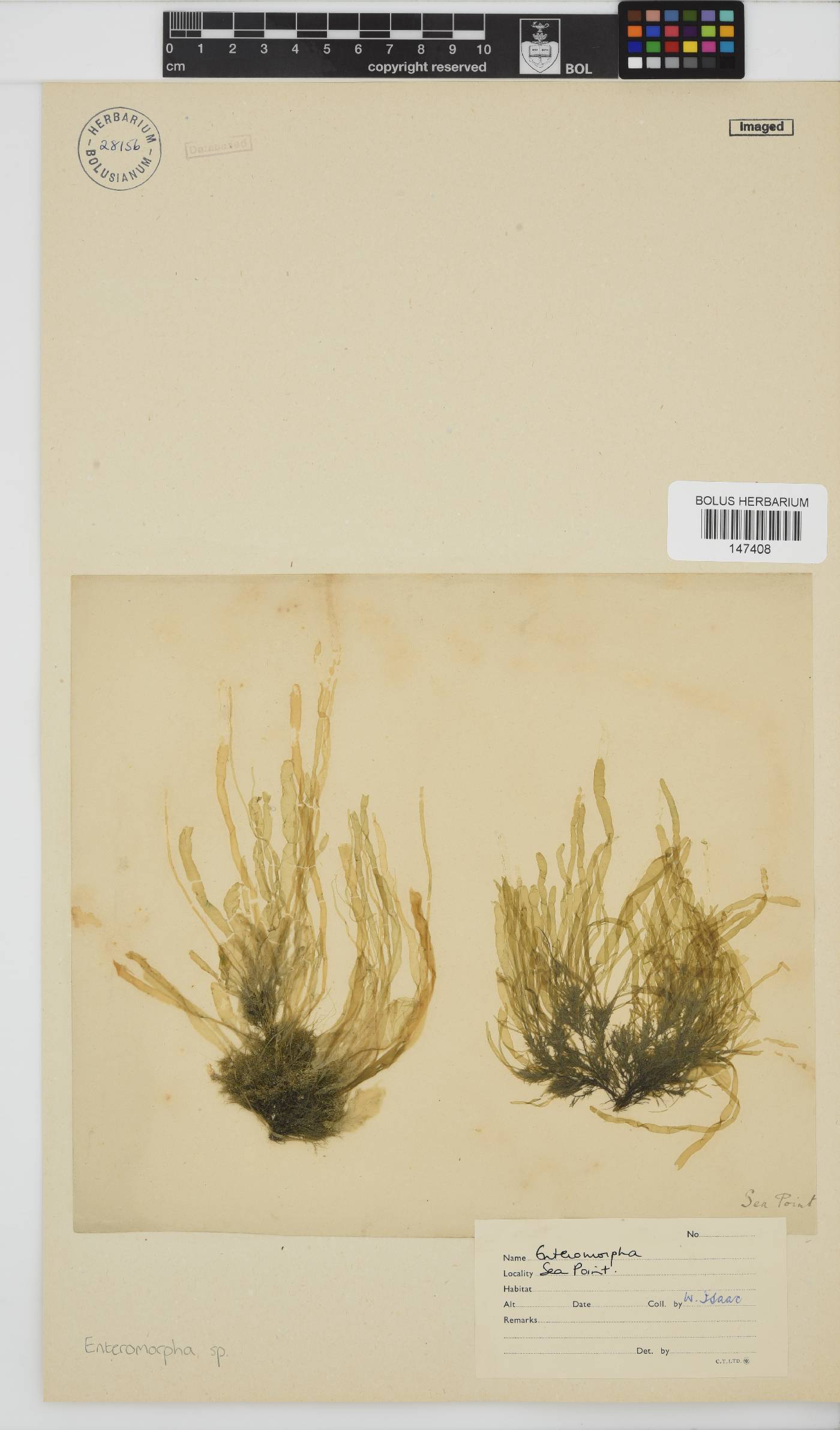 Enteromorpha image
