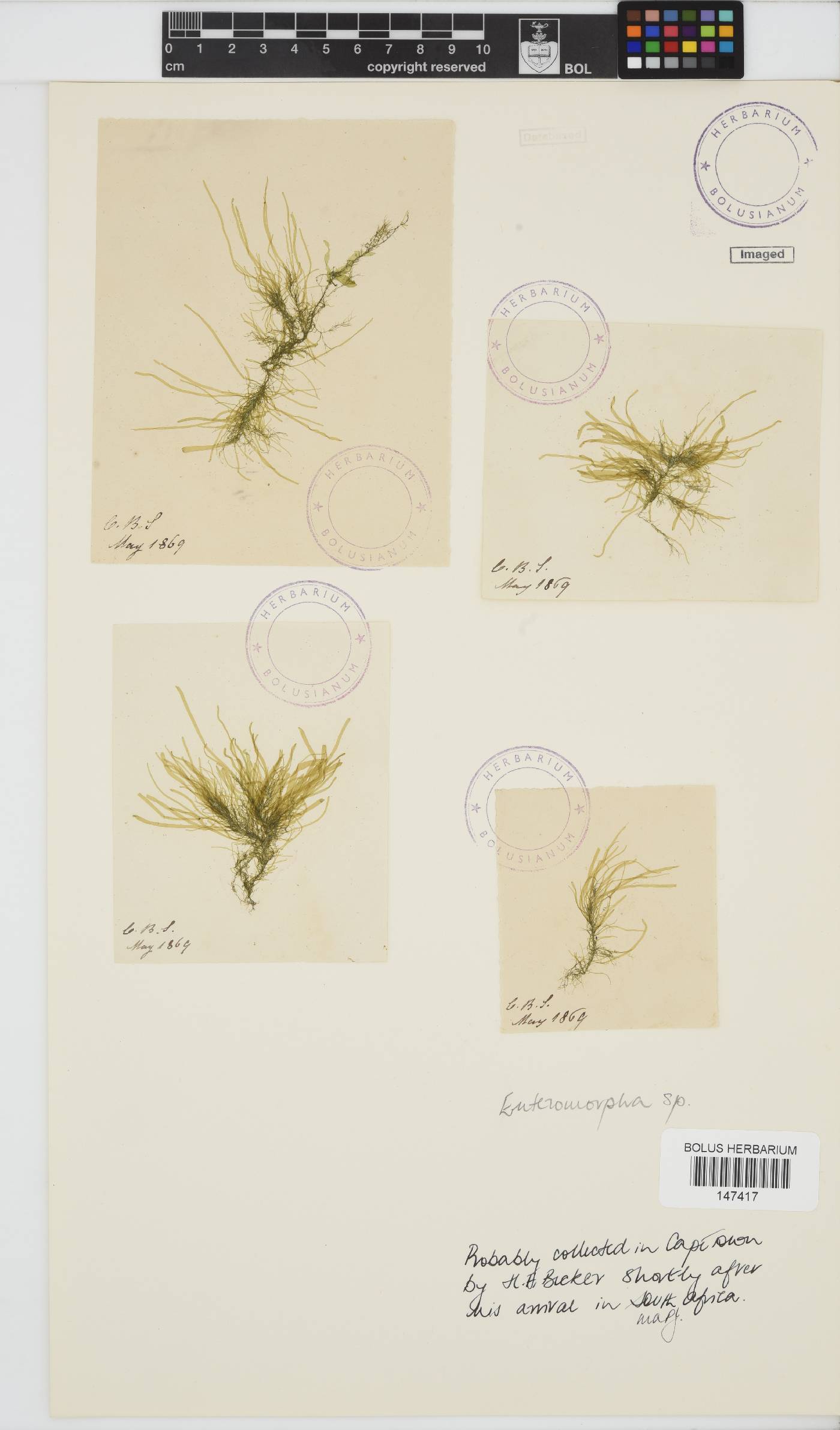 Enteromorpha image