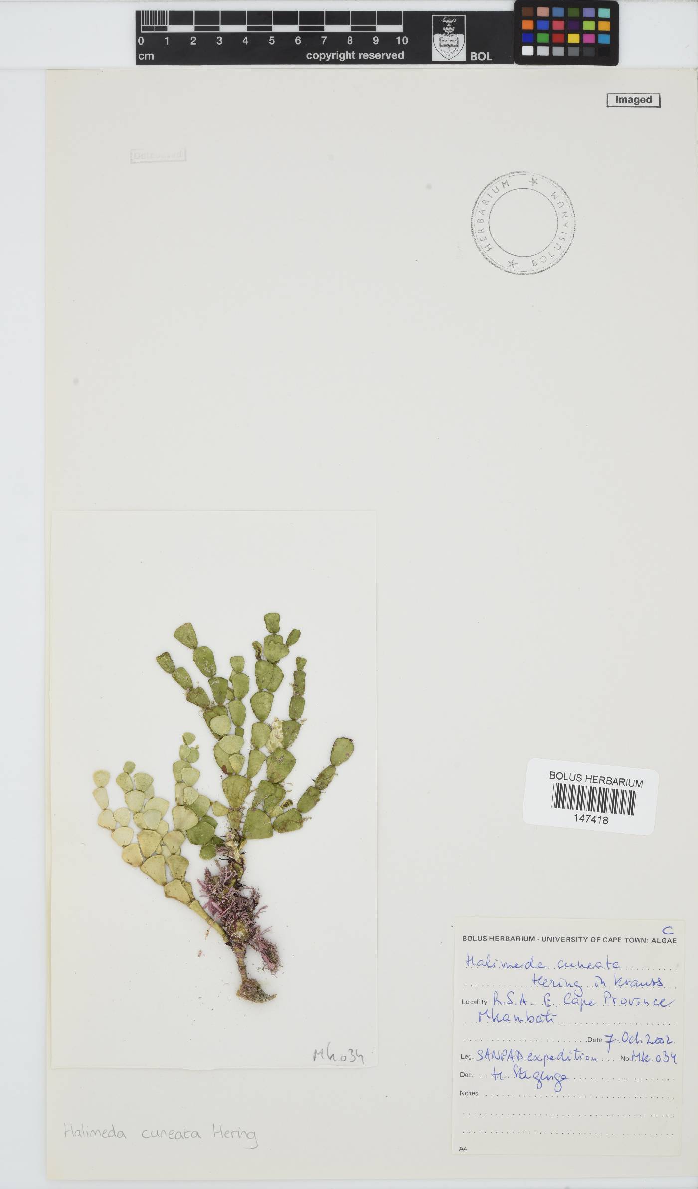 Halimeda cuneata image