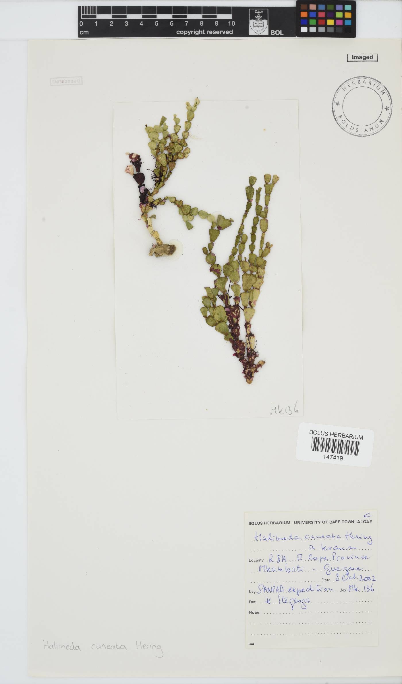 Halimeda image