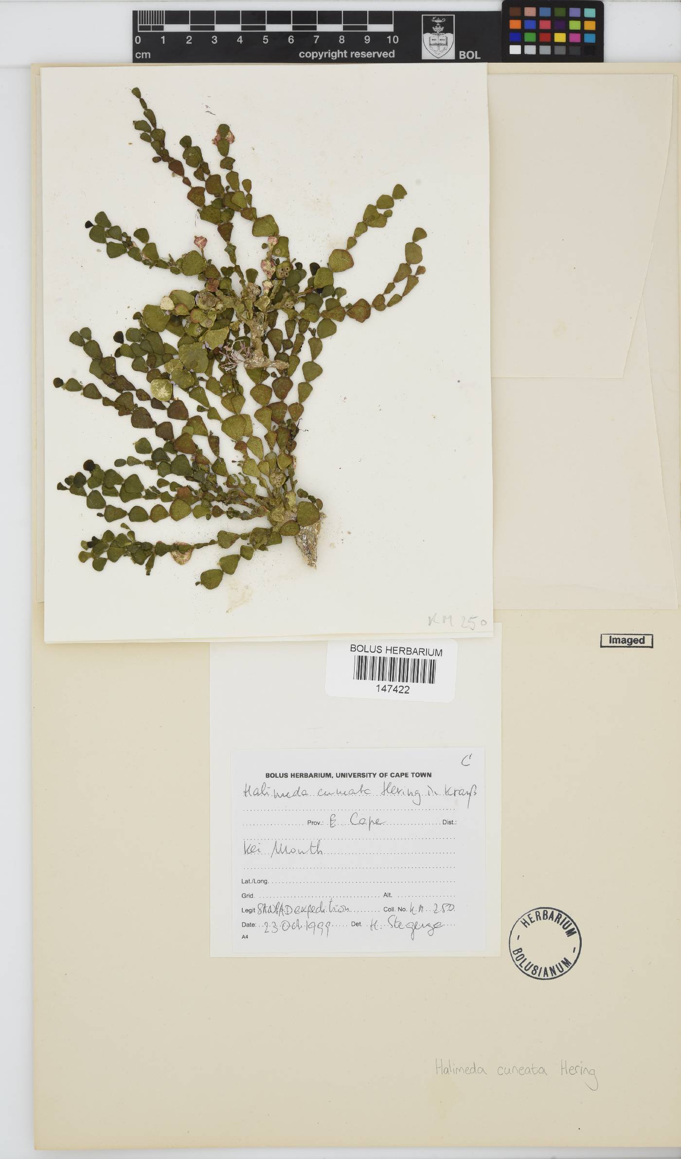 Halimeda cuneata image
