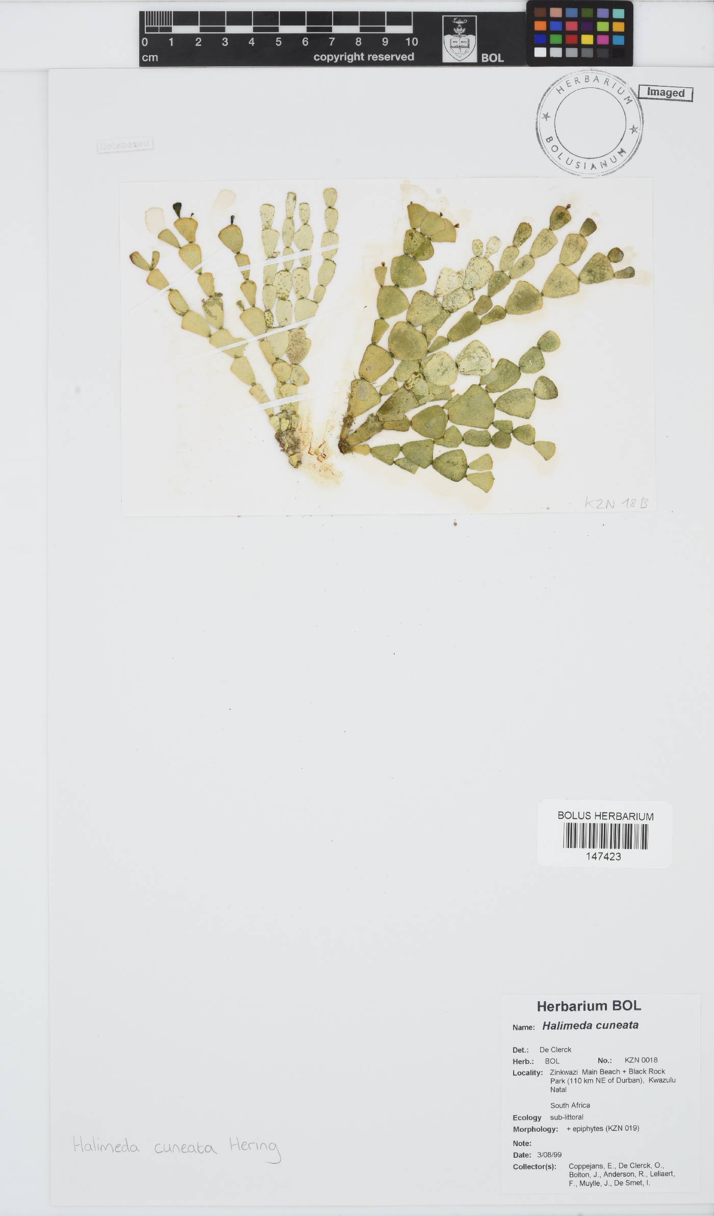 Halimeda cuneata image