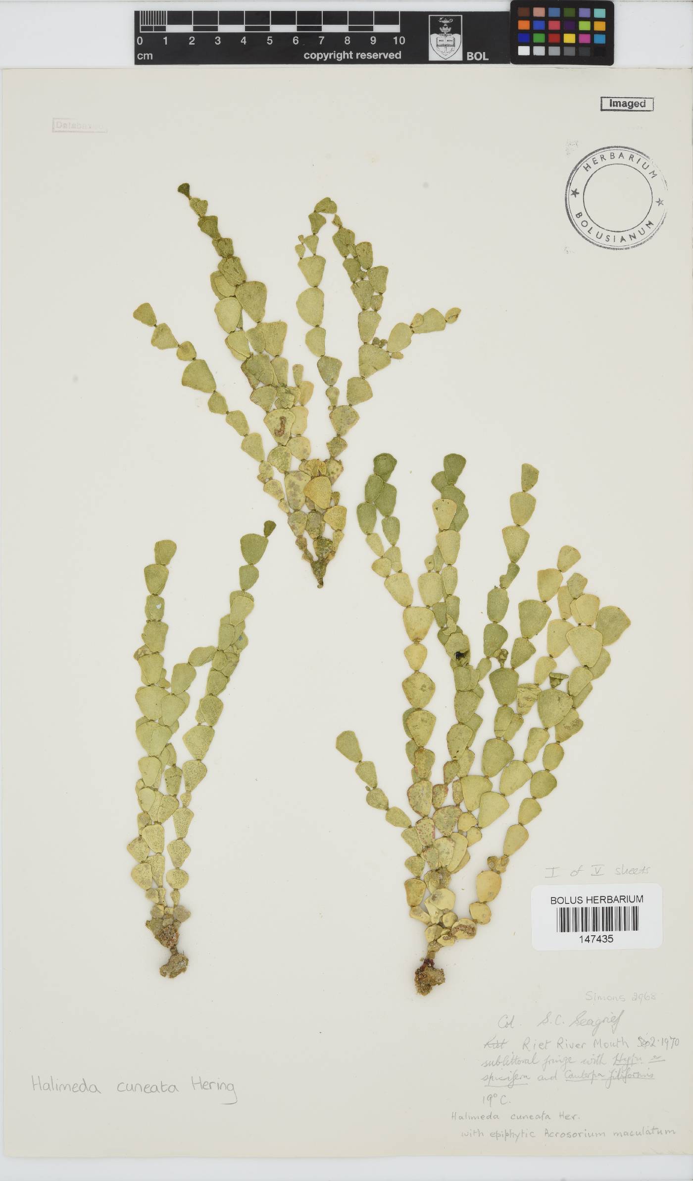 Halimeda cuneata image