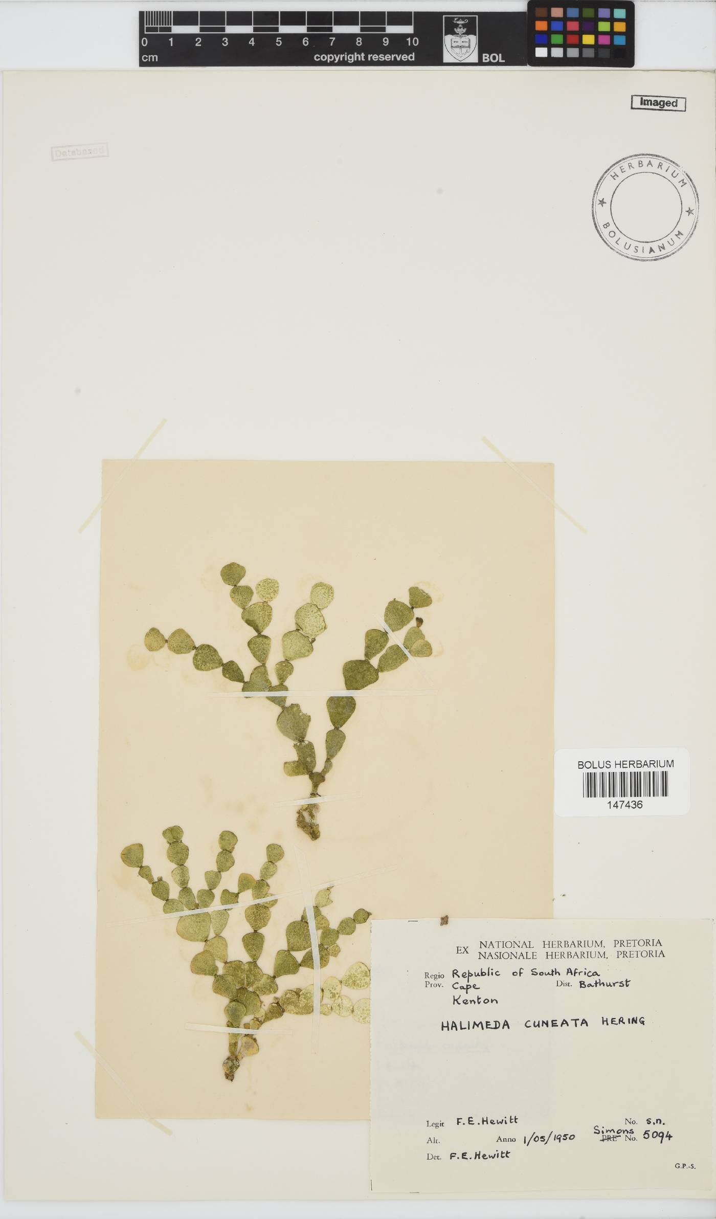 Halimeda image