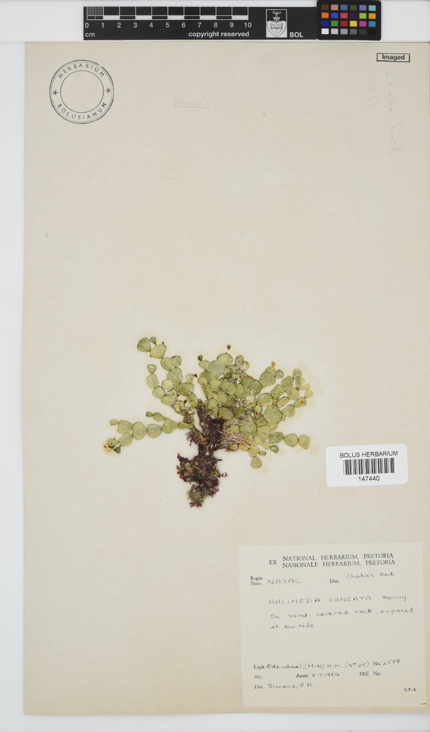 Halimeda cuneata image