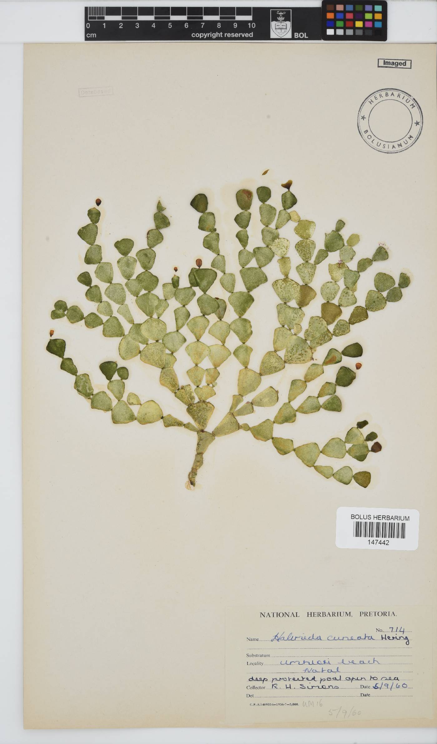 Halimeda cuneata image
