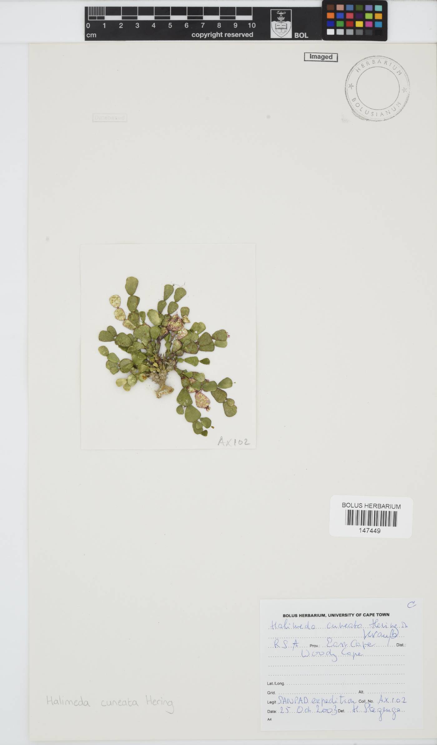 Halimeda cuneata image