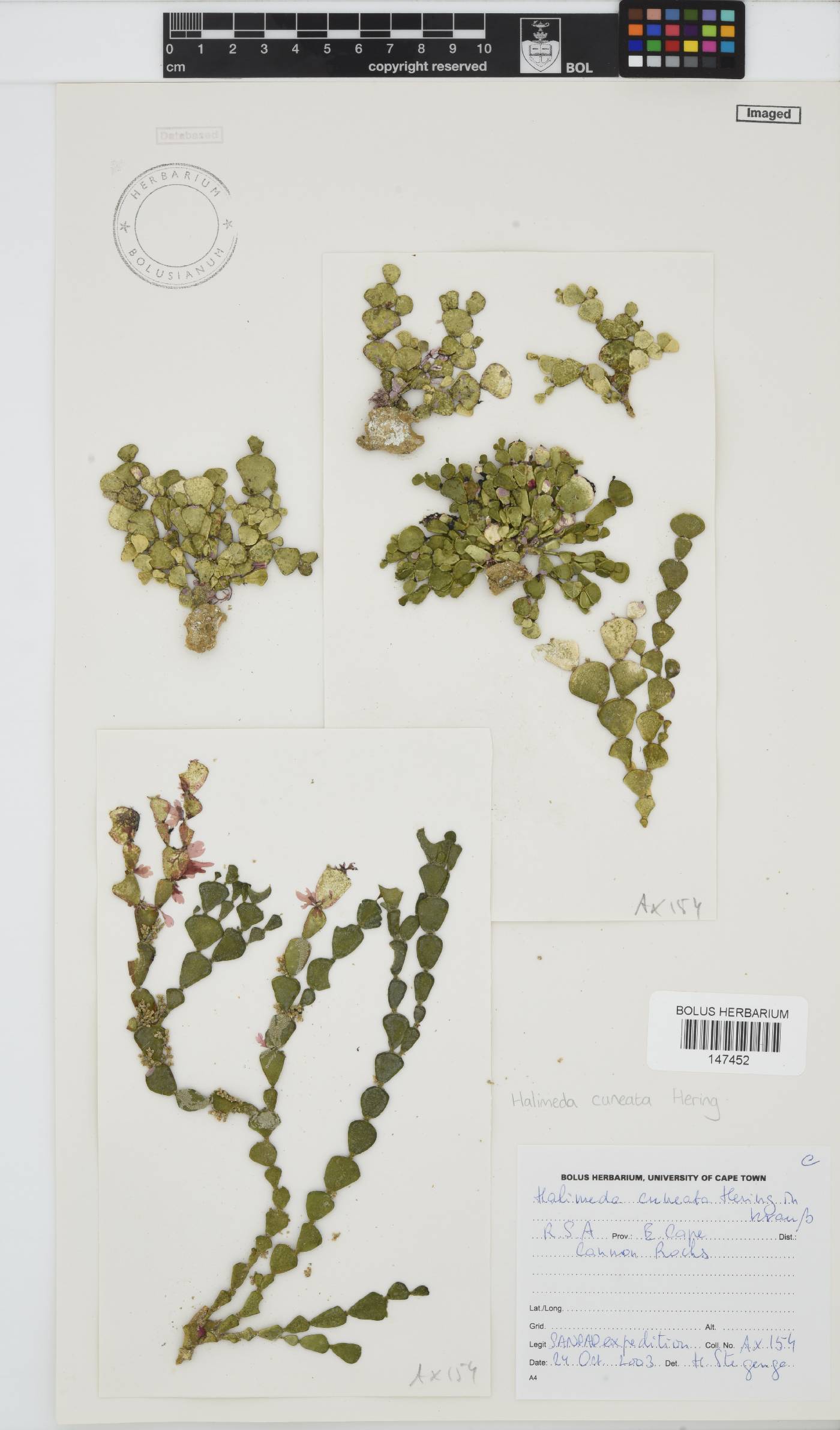 Halimeda image