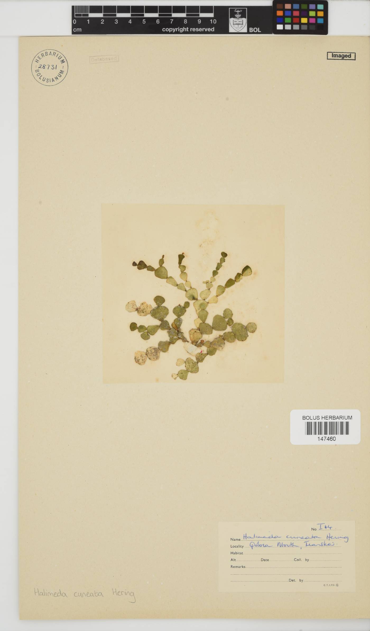 Halimeda image