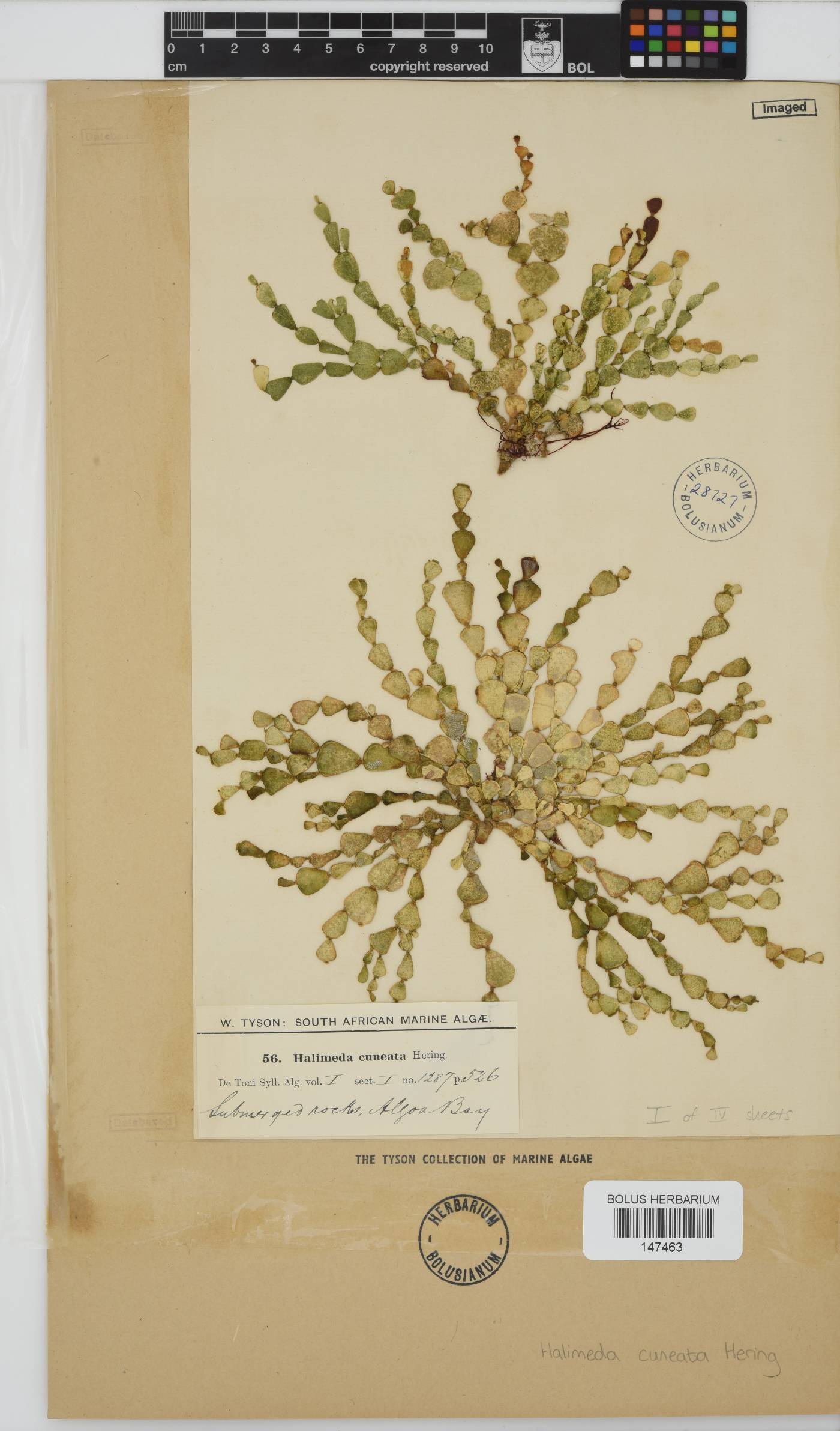 Halimeda image