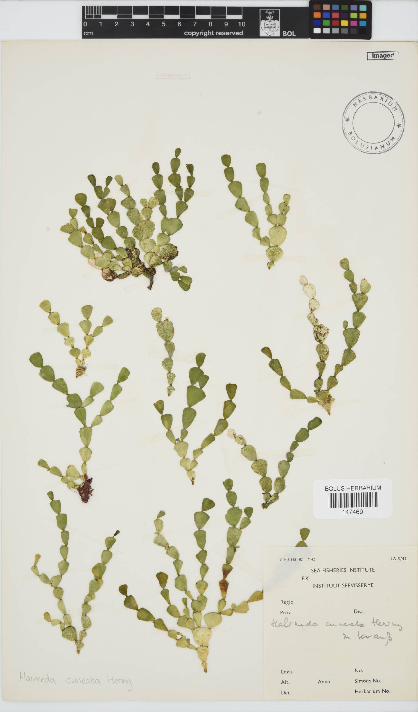 Halimeda cuneata image