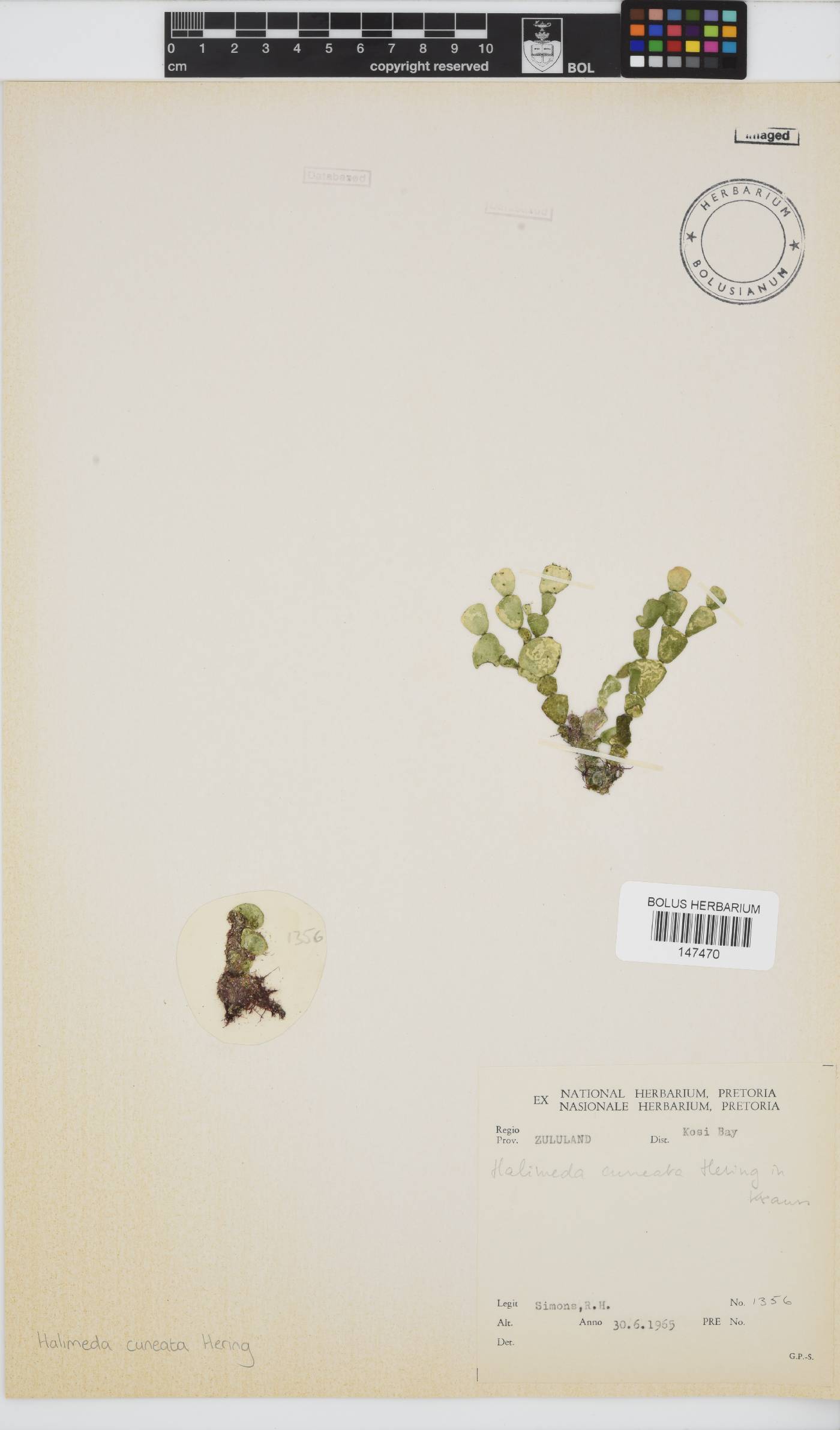 Halimeda cuneata image