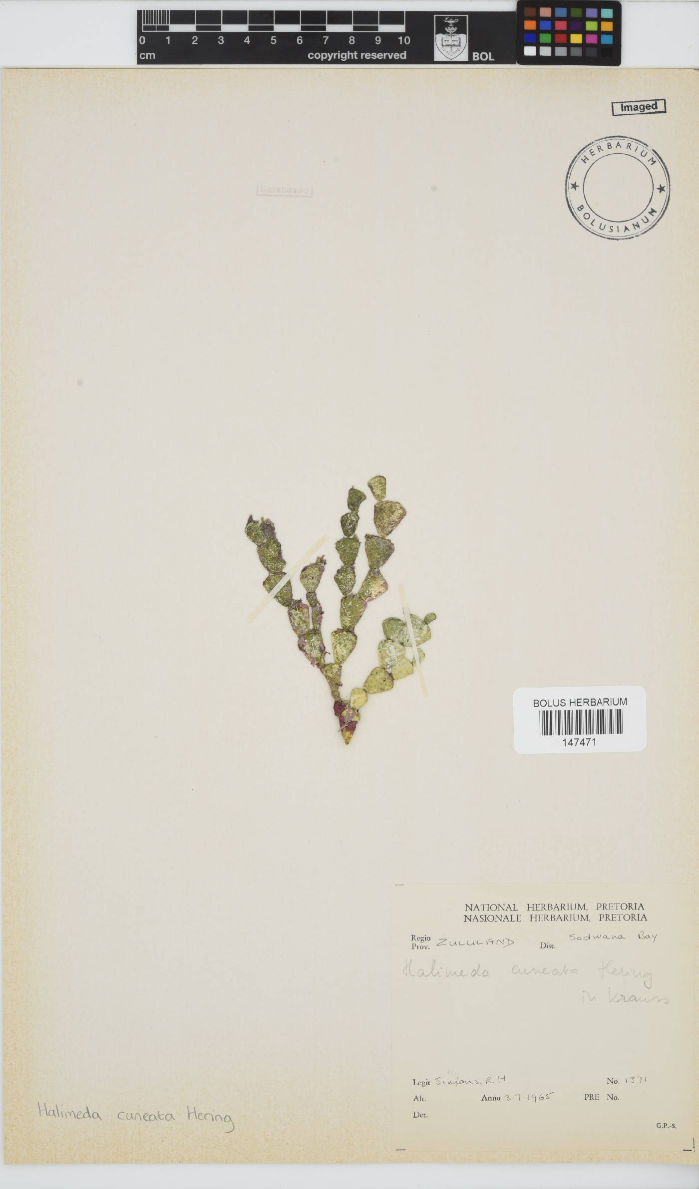Halimeda image
