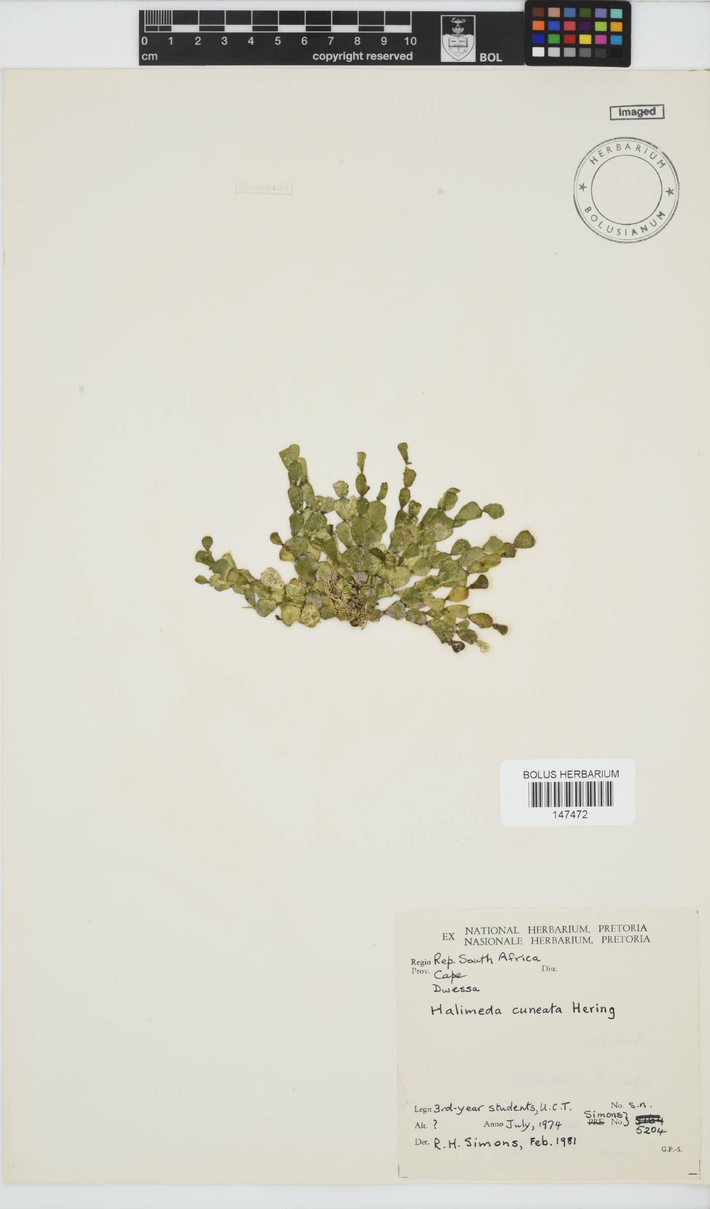 Halimeda image