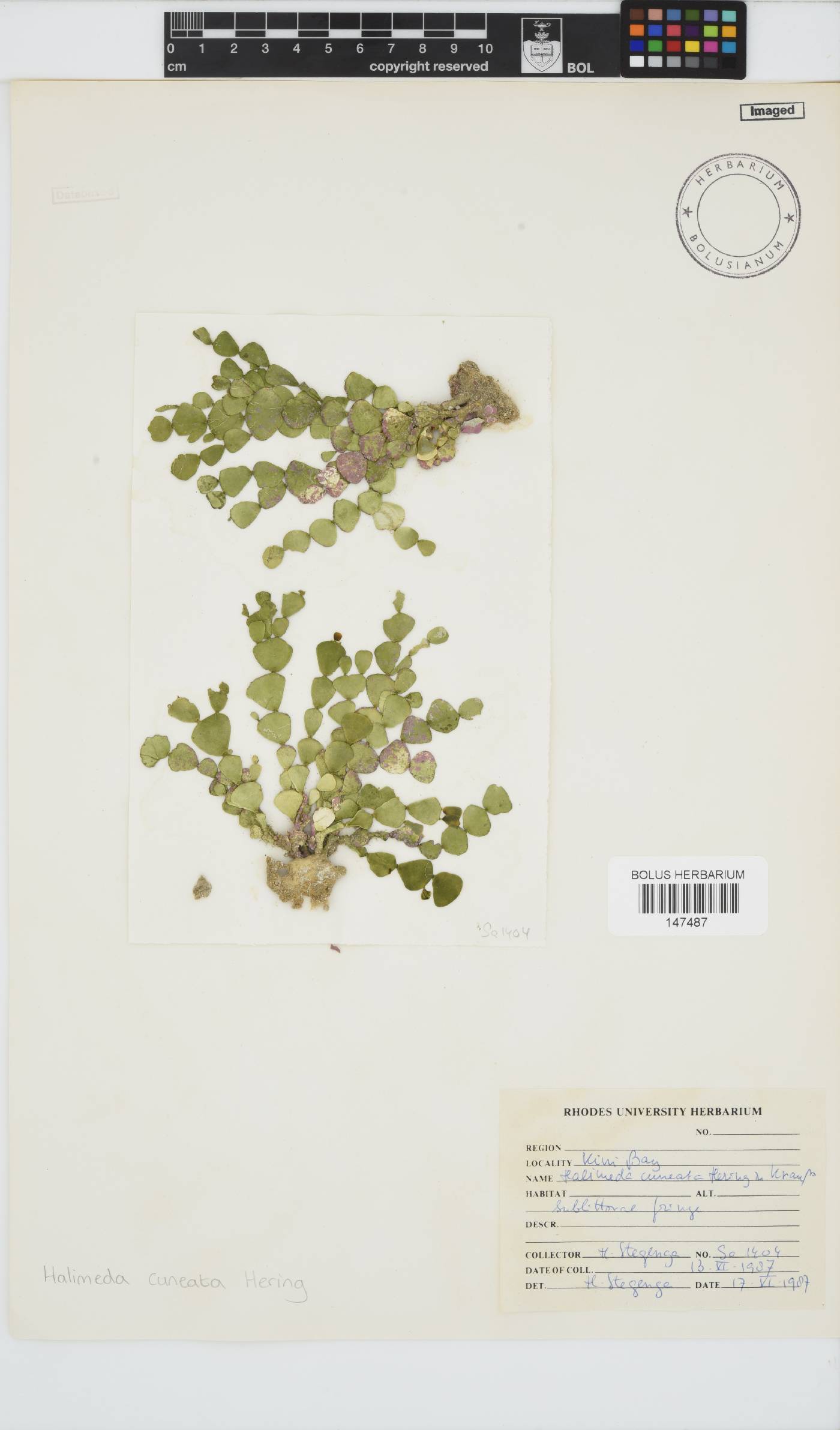Halimeda cuneata image