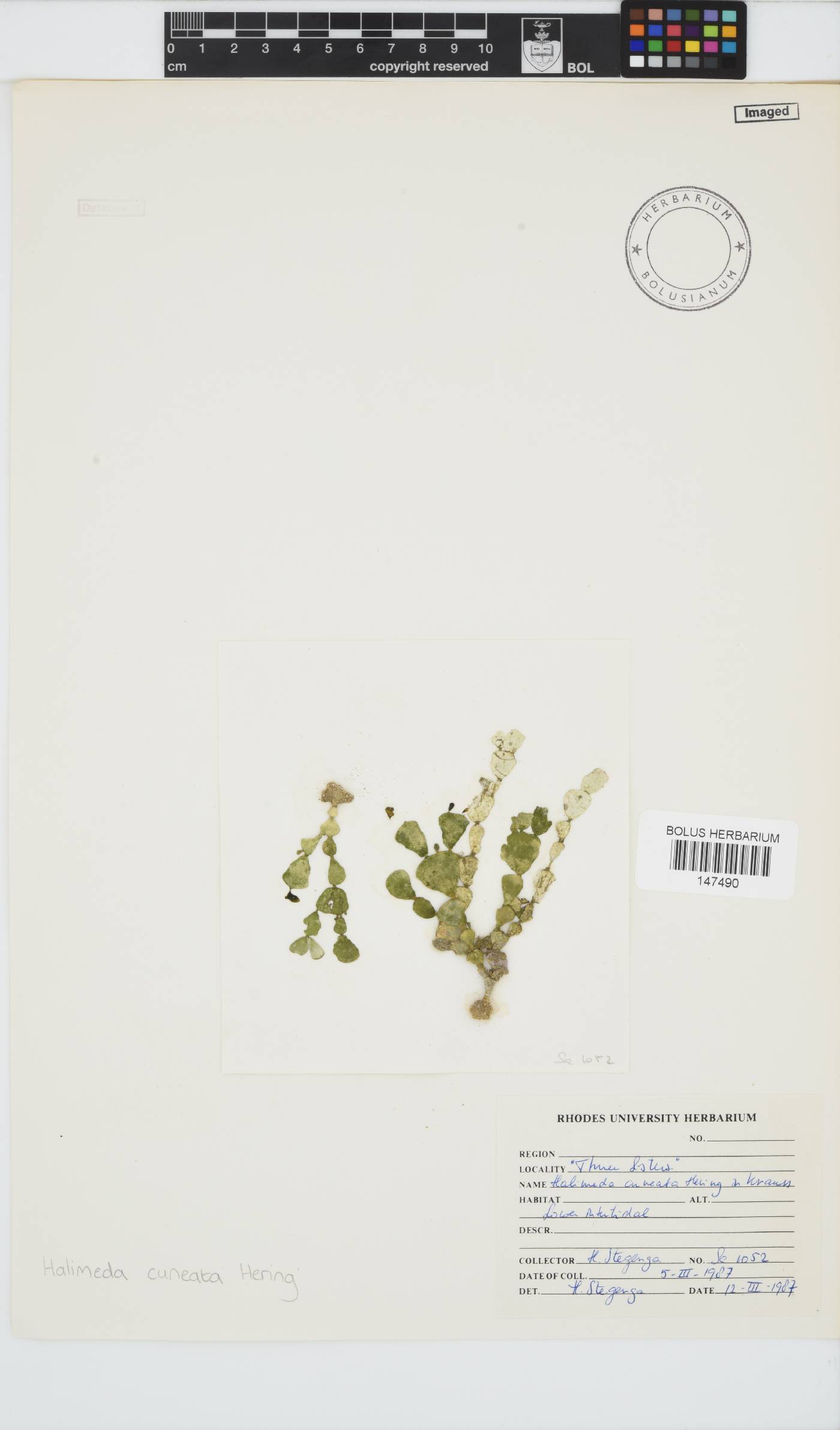 Halimeda image