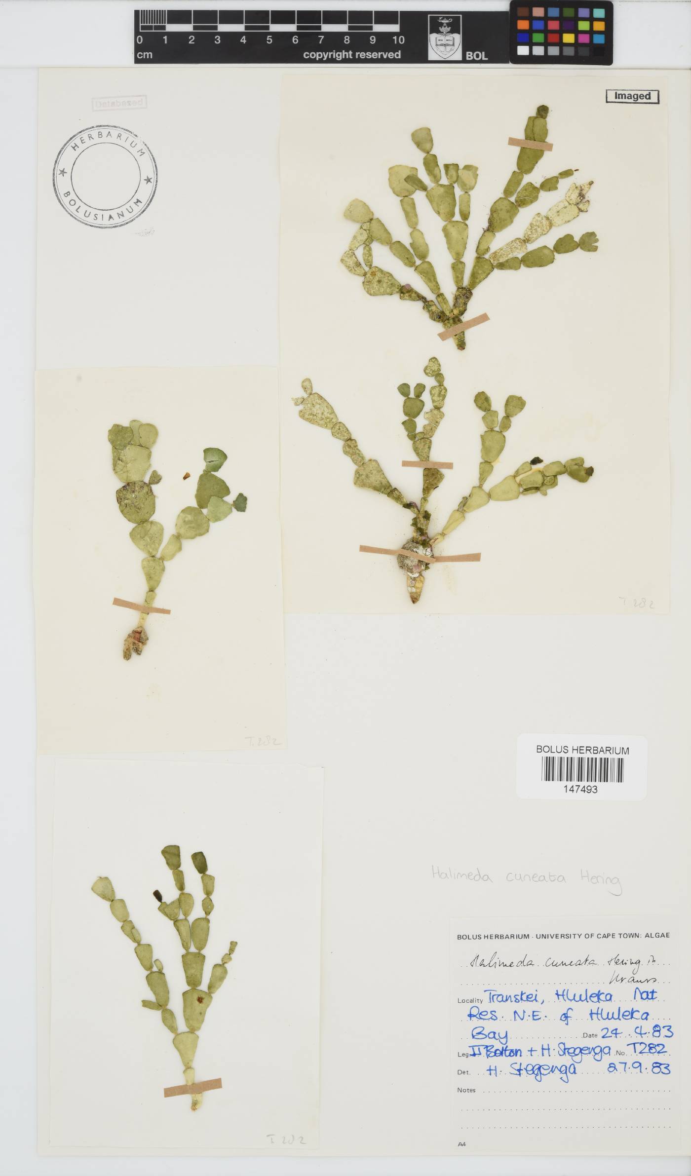 Halimeda image
