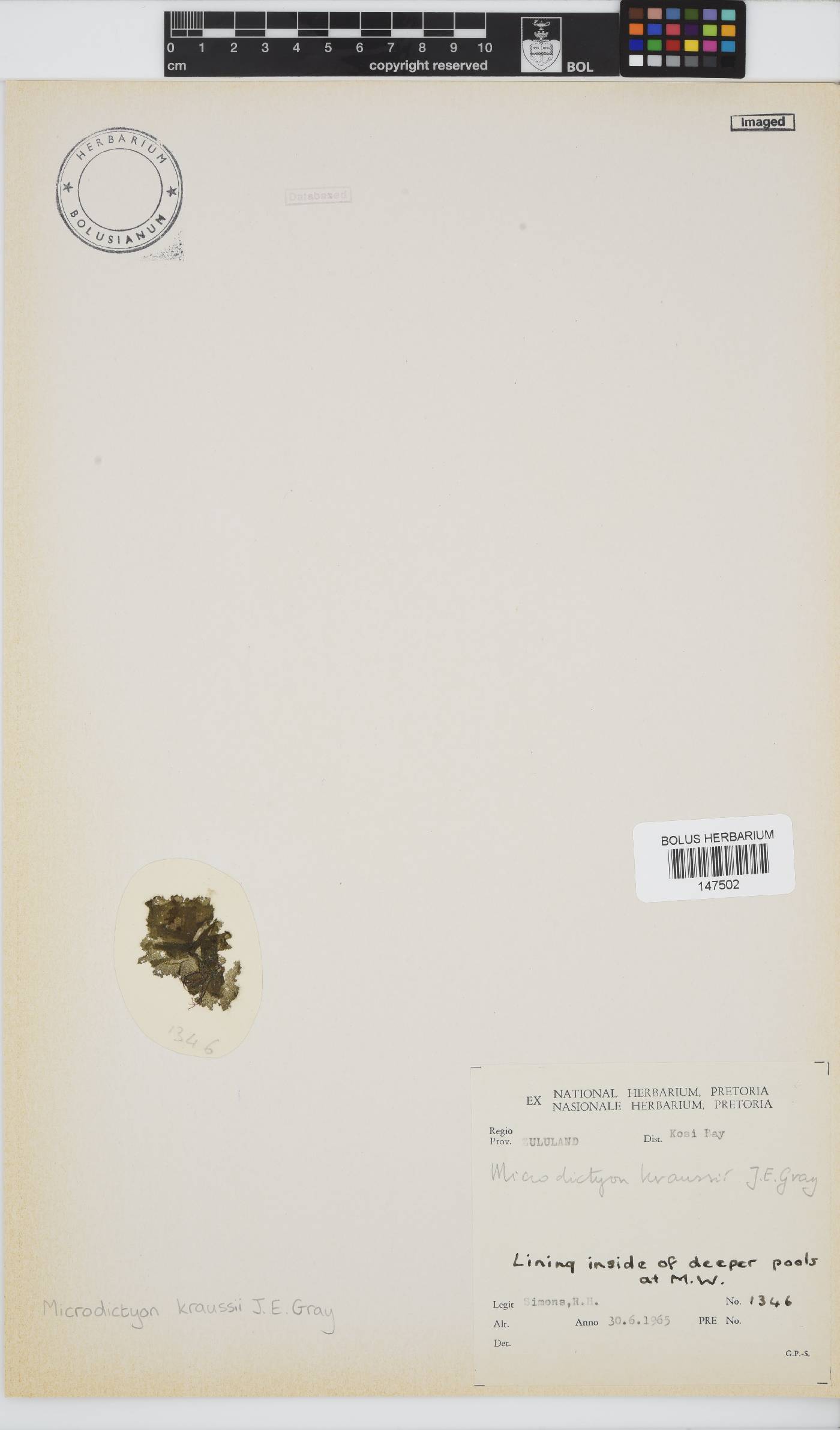 Microdictyon image