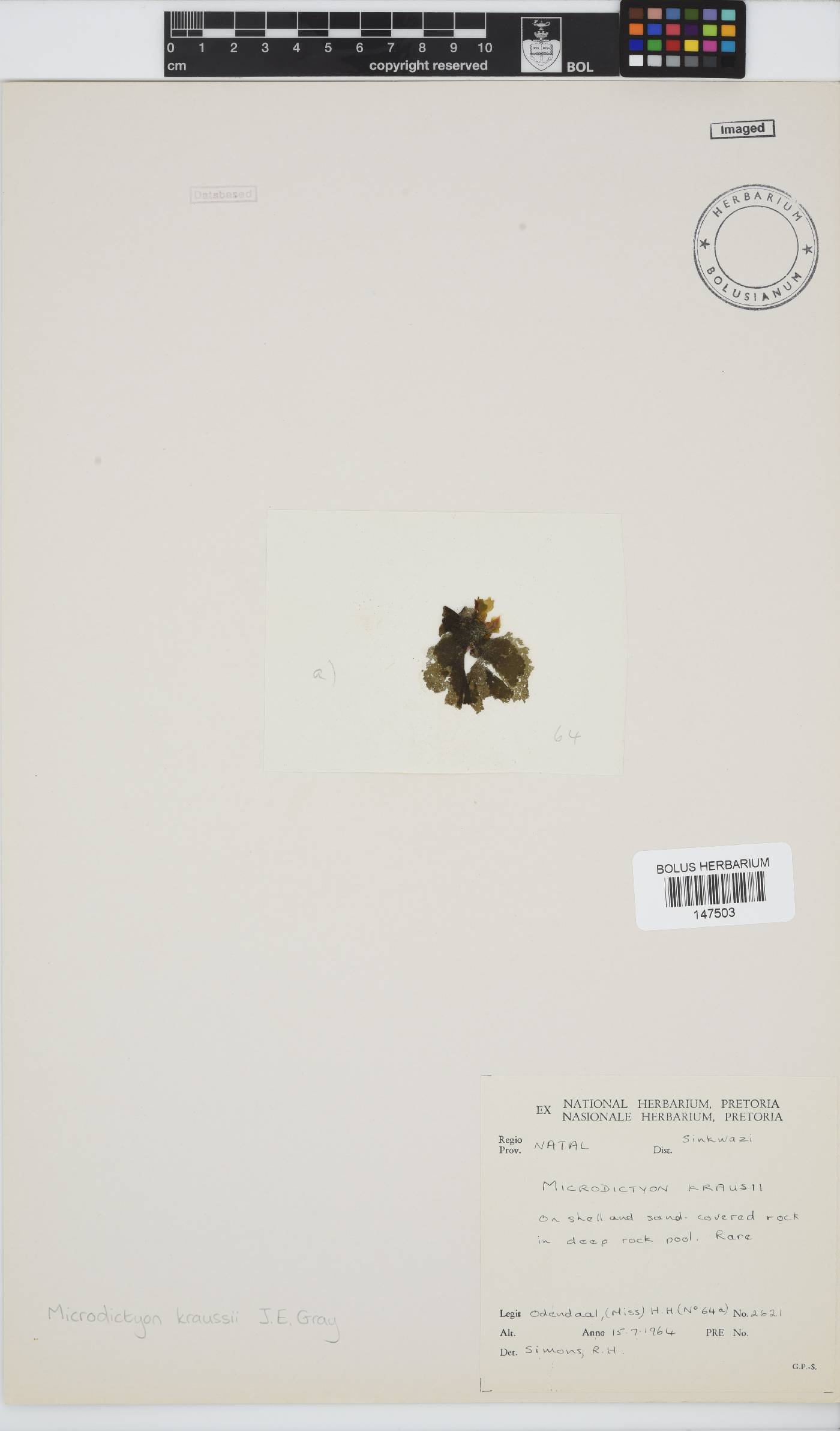 Microdictyon kraussii image