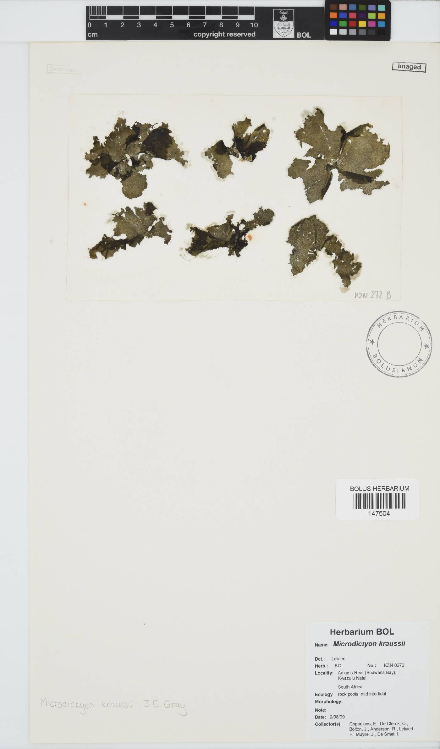 Microdictyon kraussii image