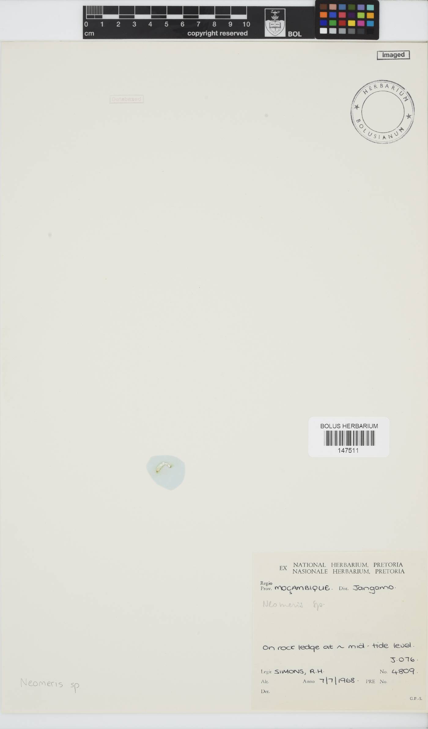 Neomeris image
