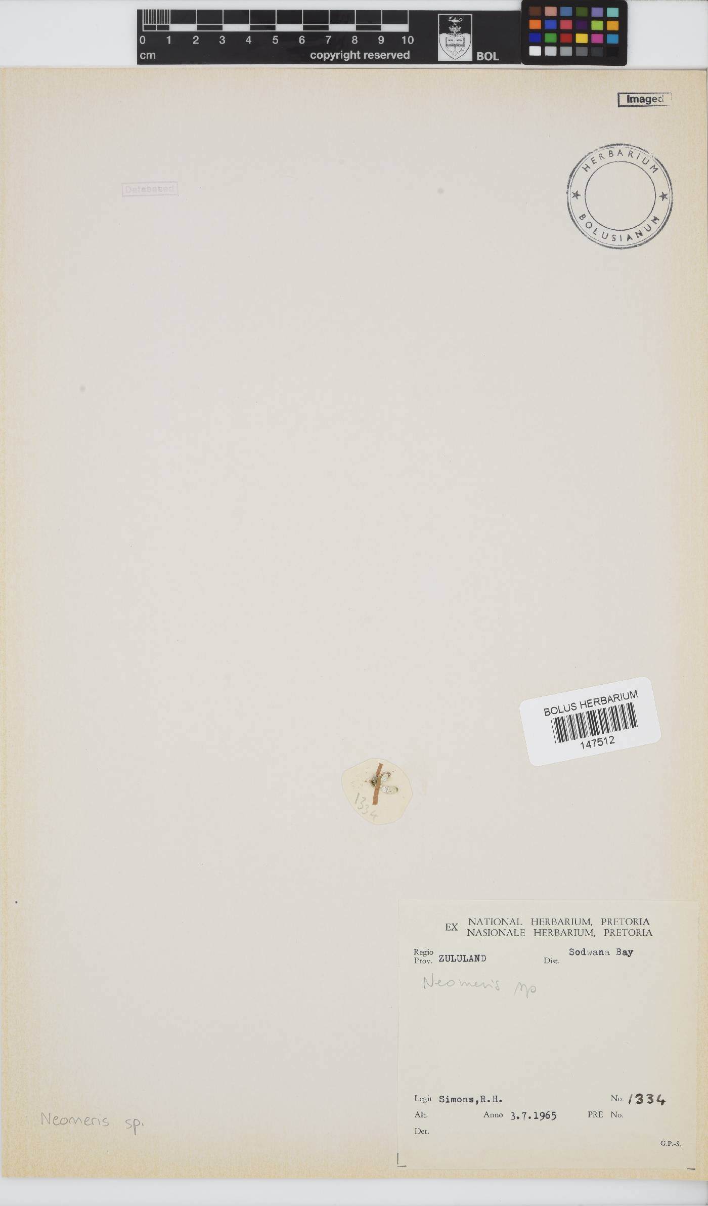 Neomeris image