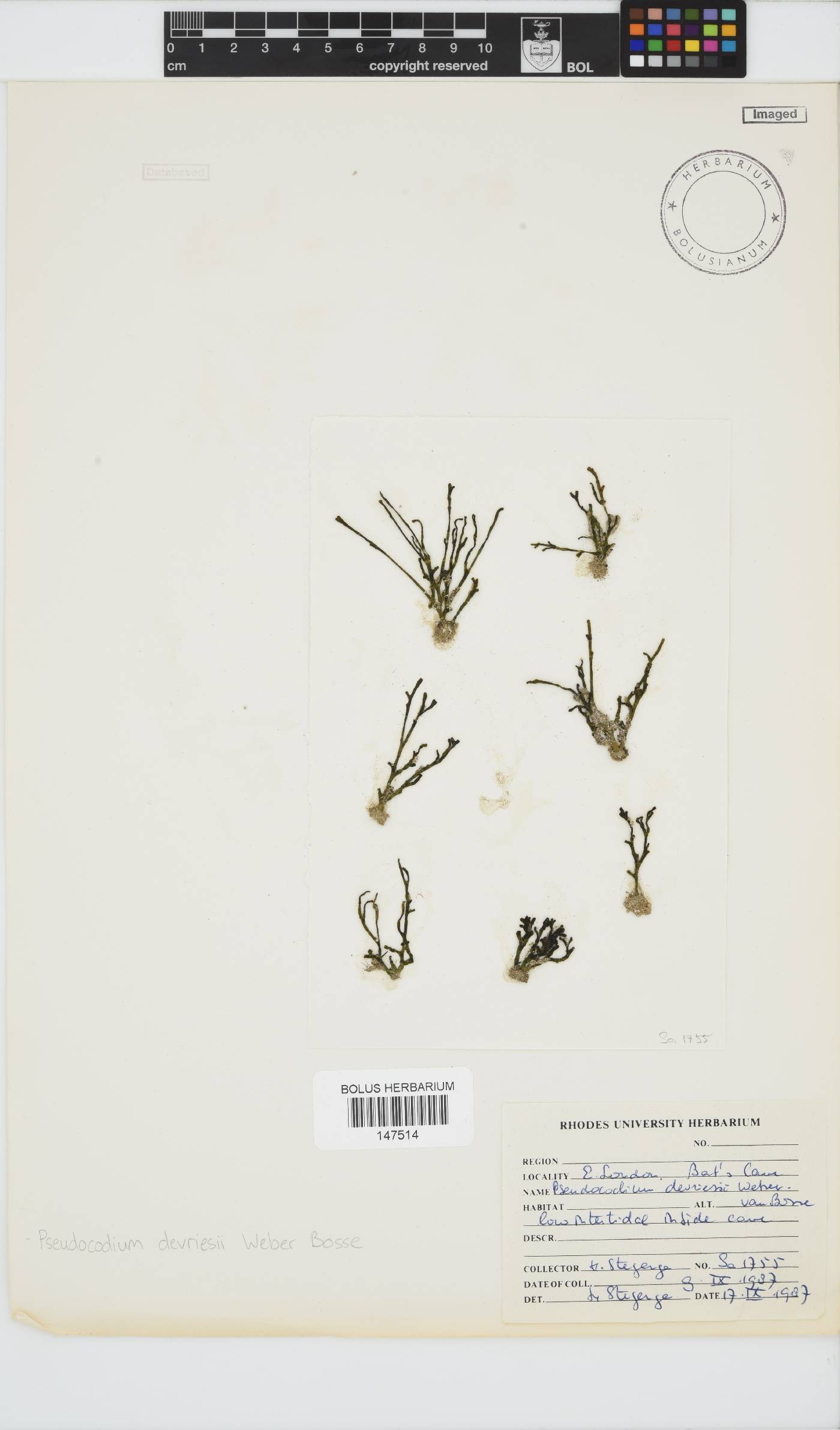 Pseudocodium image