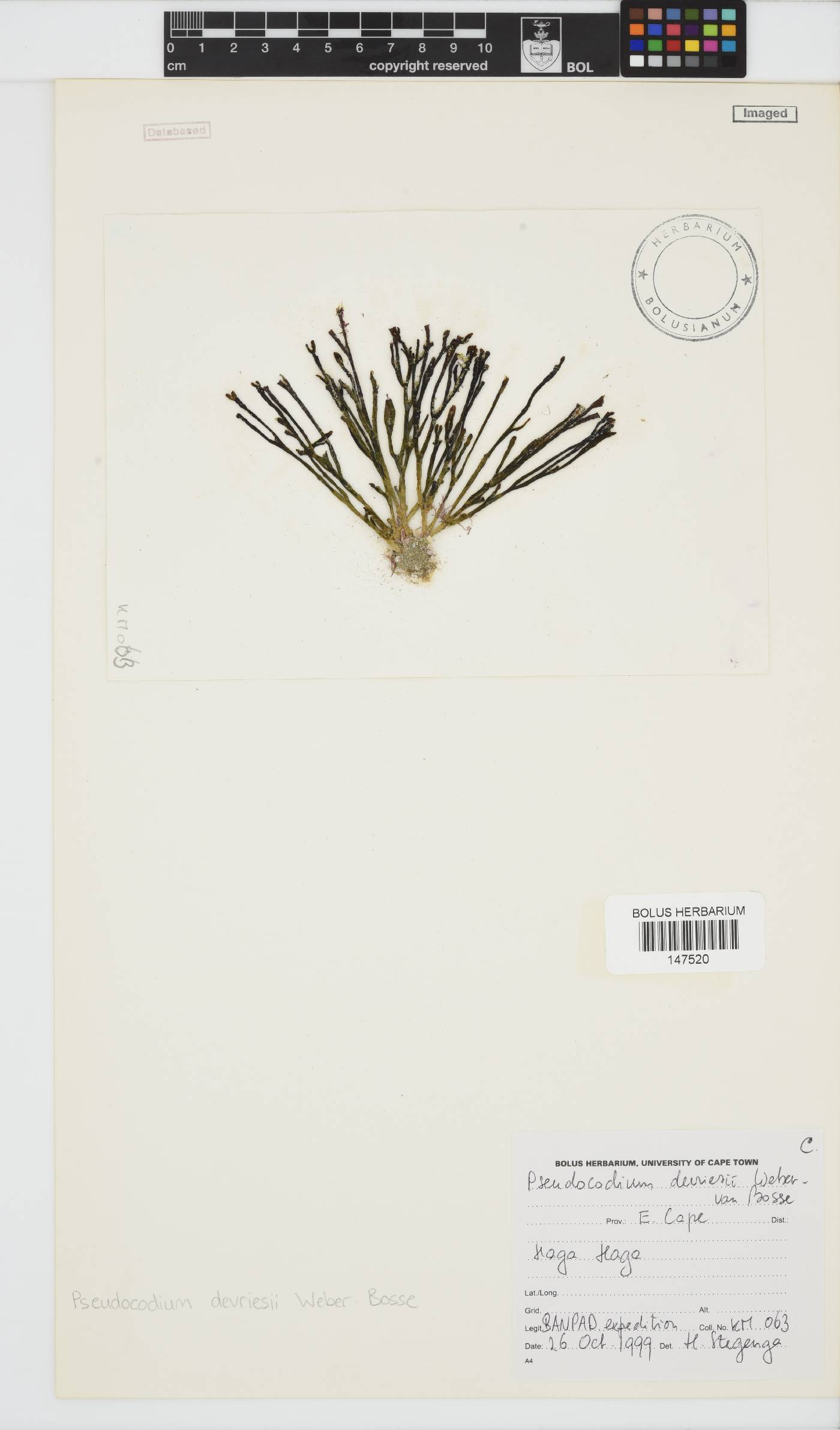 Pseudocodium devriesii image