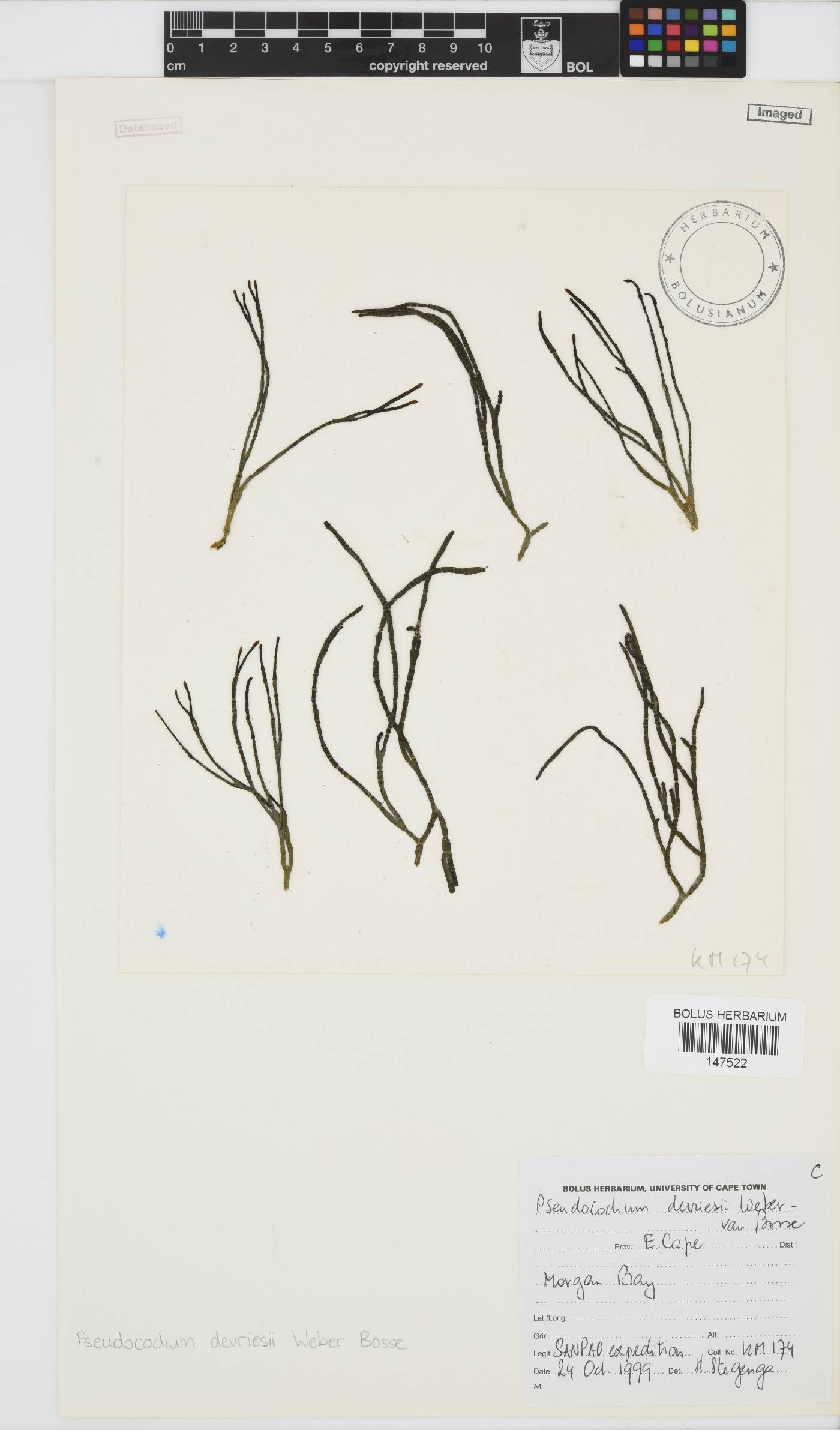 Pseudocodium devriesii image