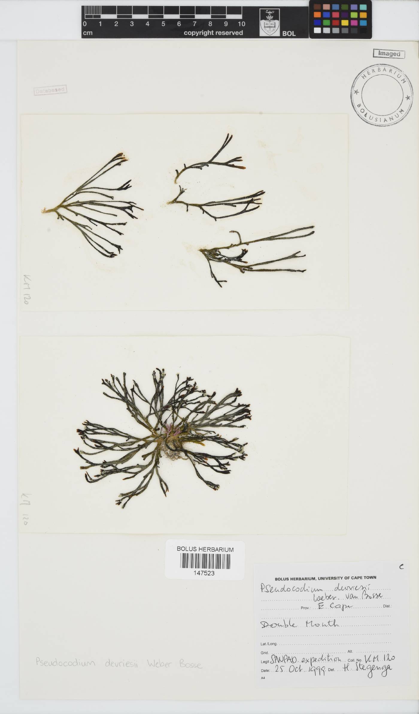 Pseudocodium devriesii image