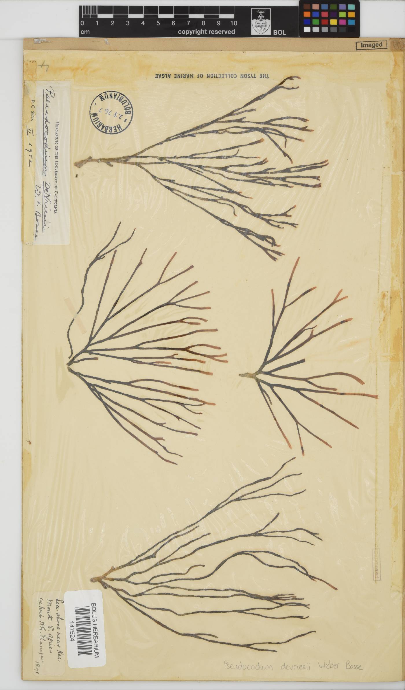 Pseudocodium devriesii image