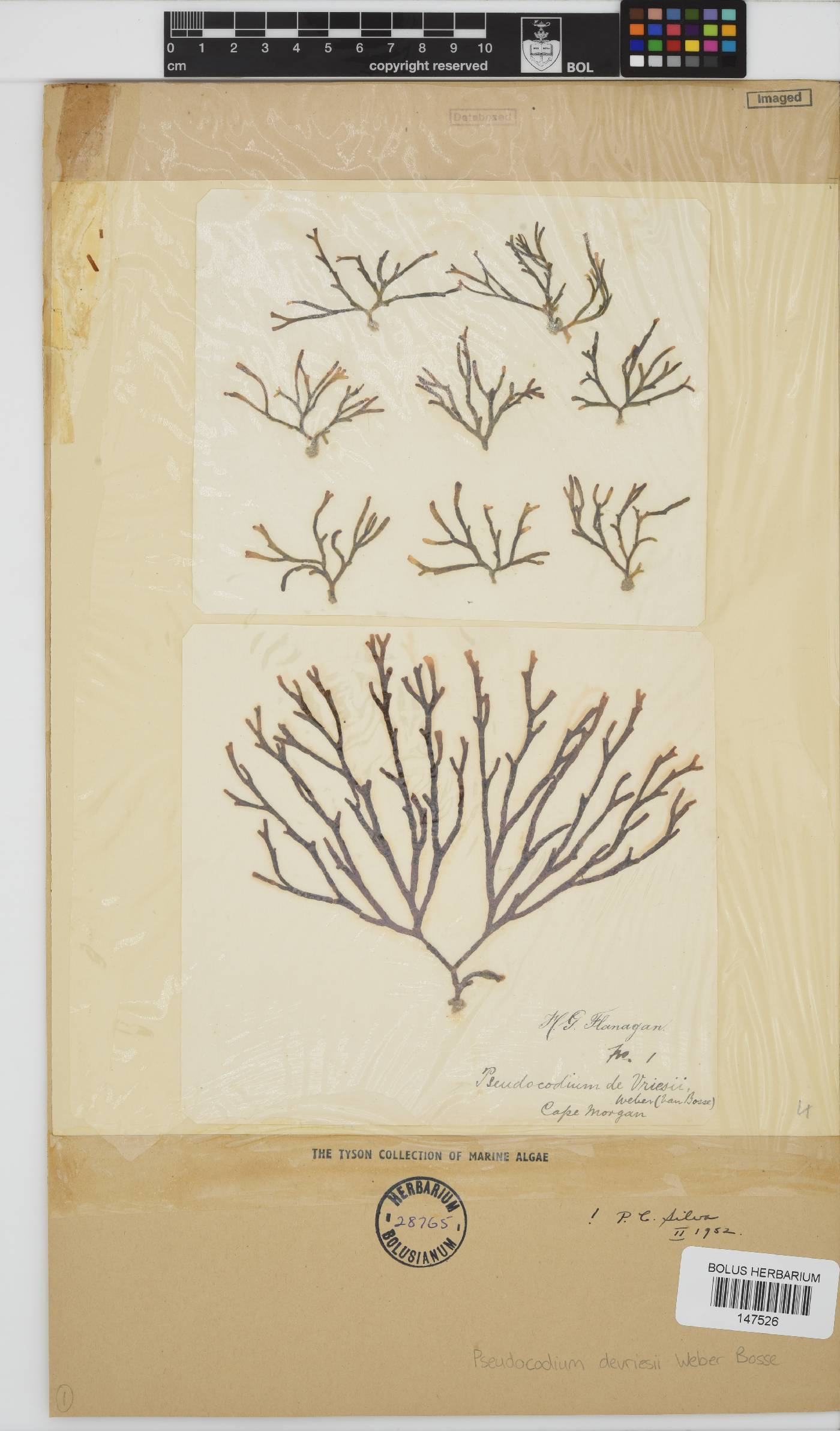 Pseudocodiaceae image