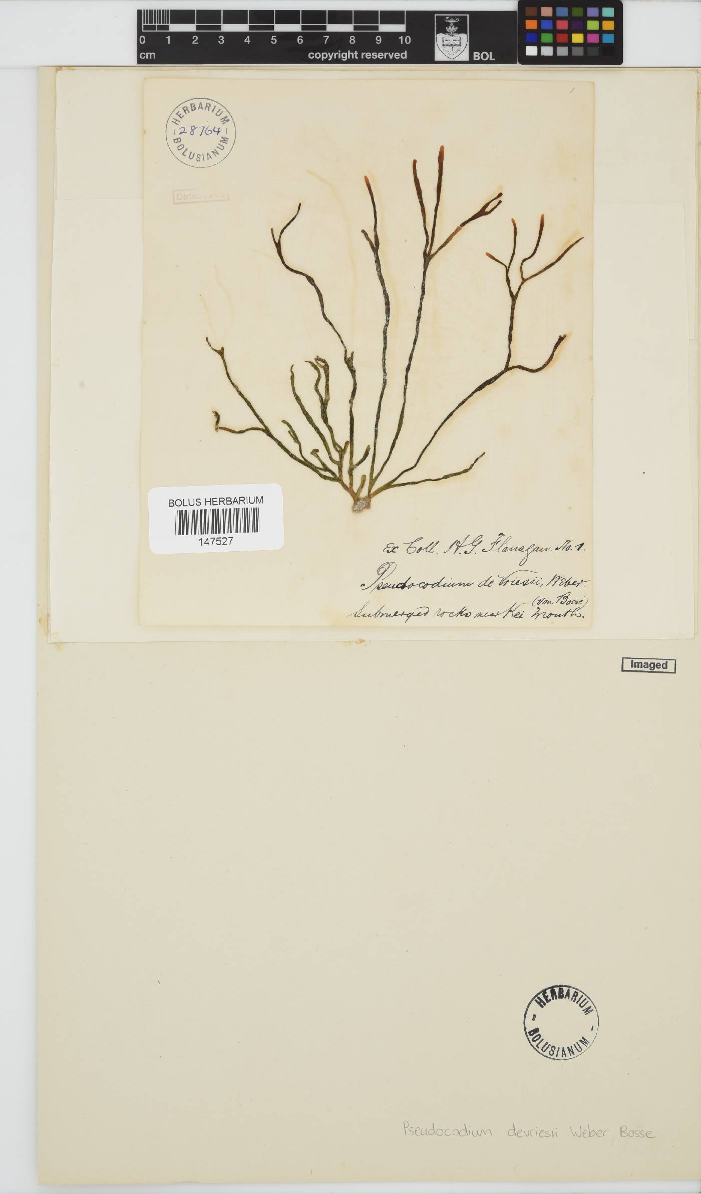 Pseudocodiaceae image