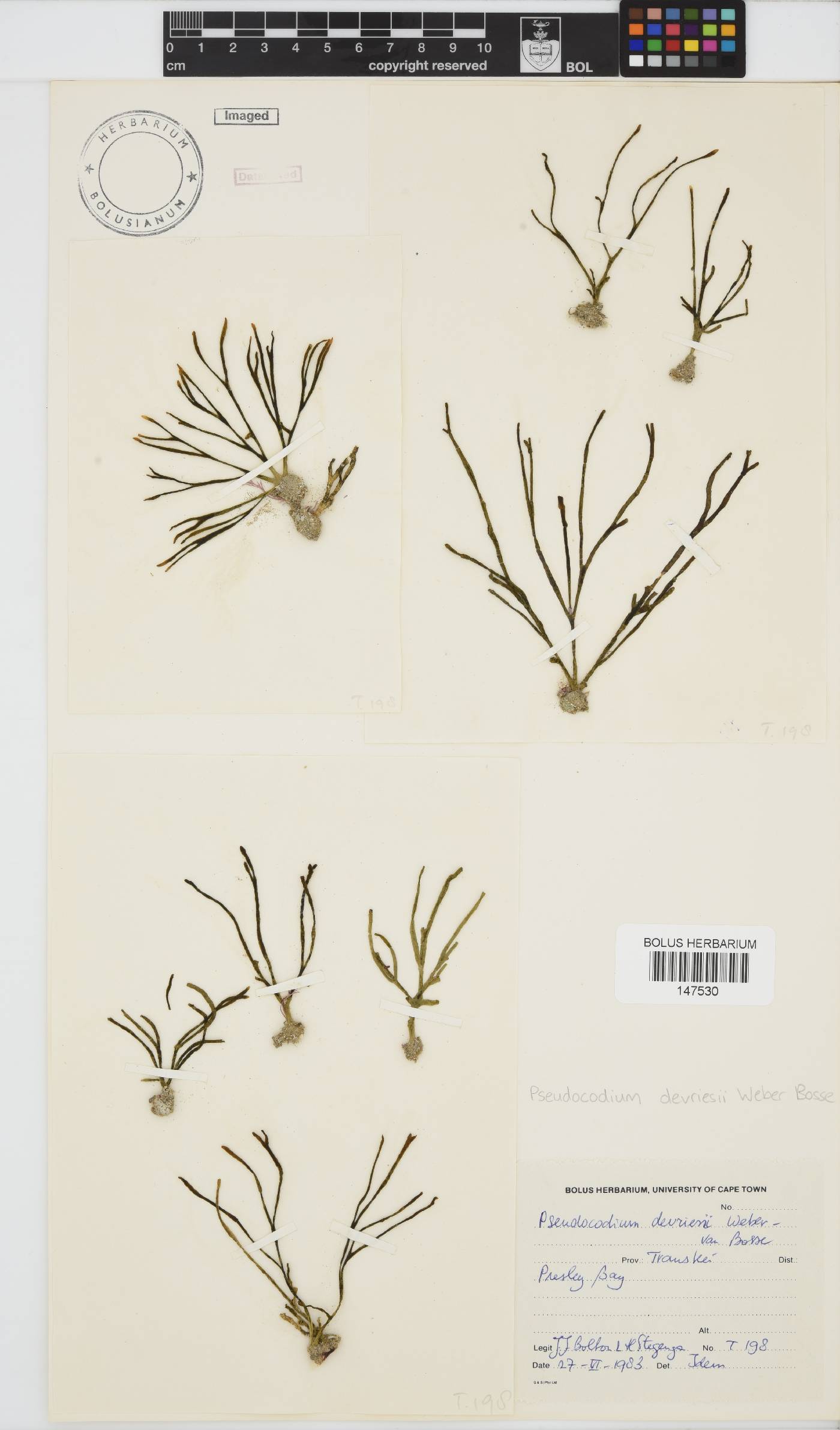 Pseudocodiaceae image