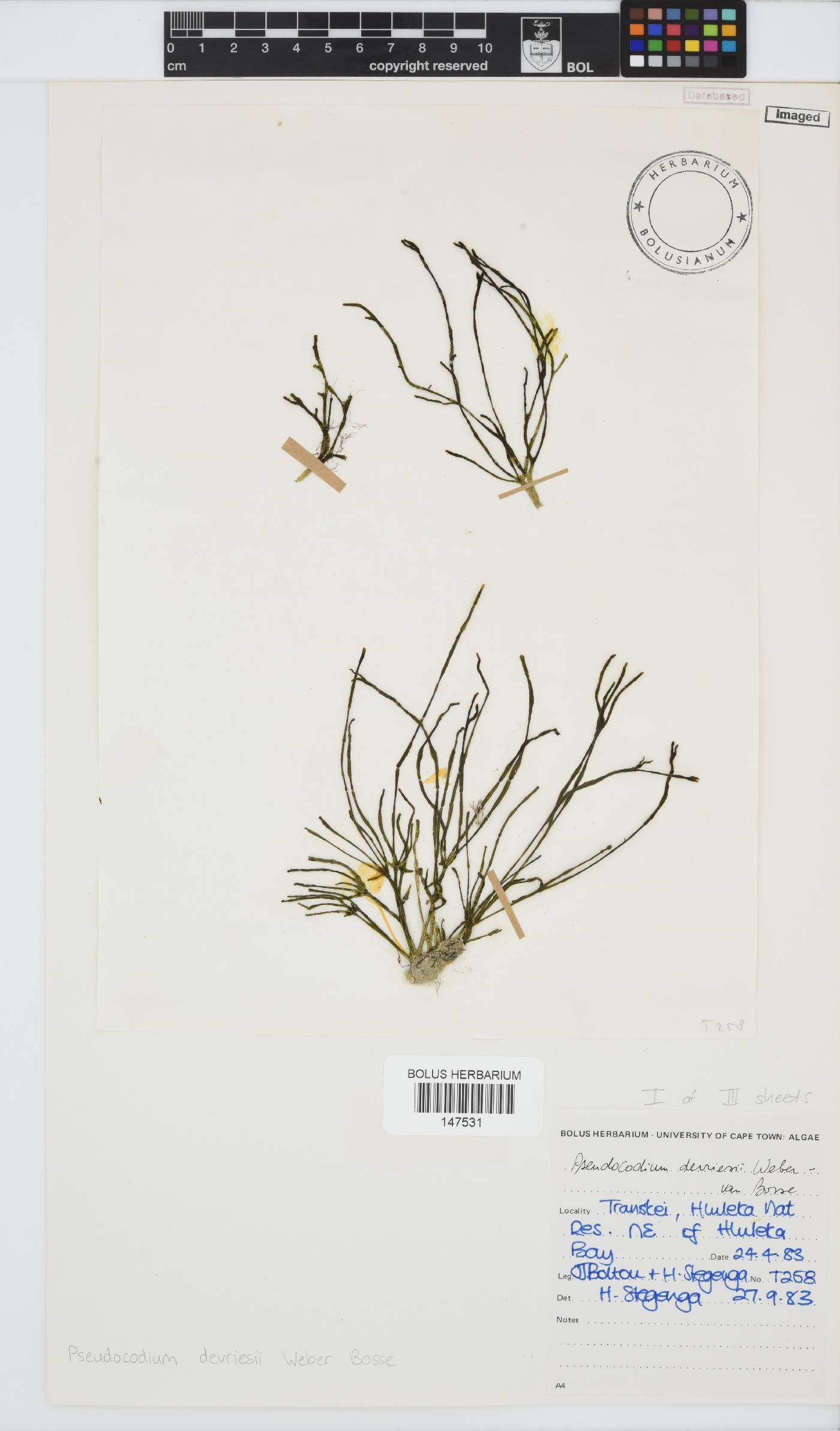 Pseudocodium devriesii image