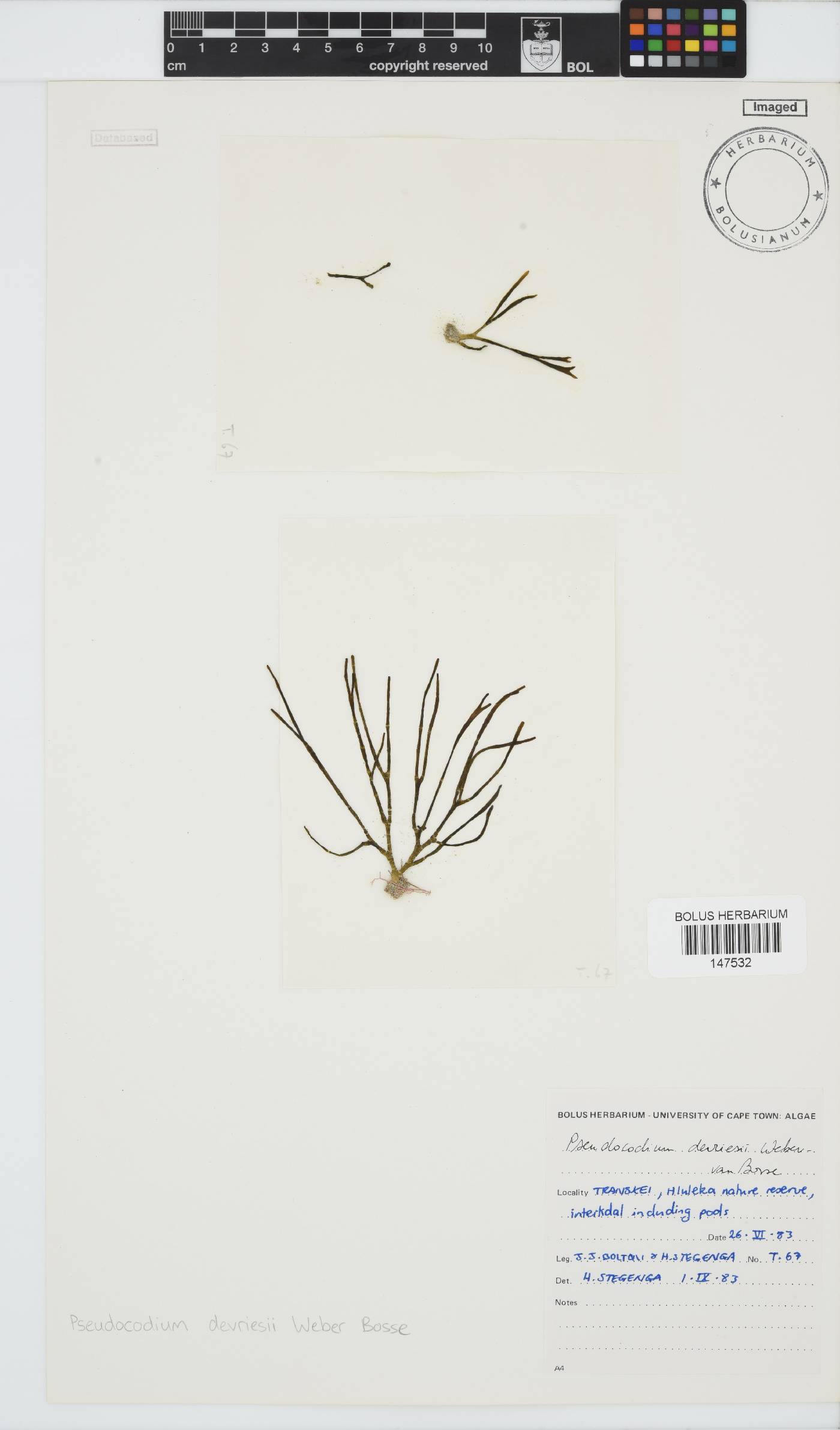 Pseudocodium devriesii image