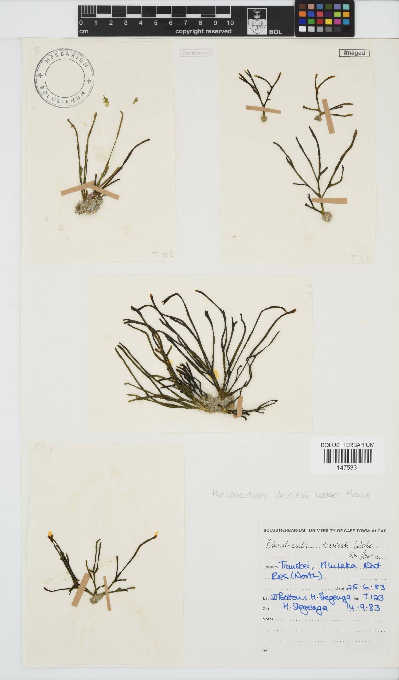 Pseudocodium devriesii image