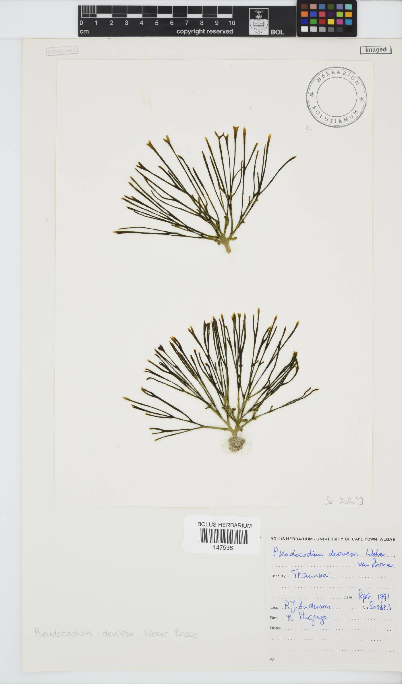 Pseudocodium devriesii image