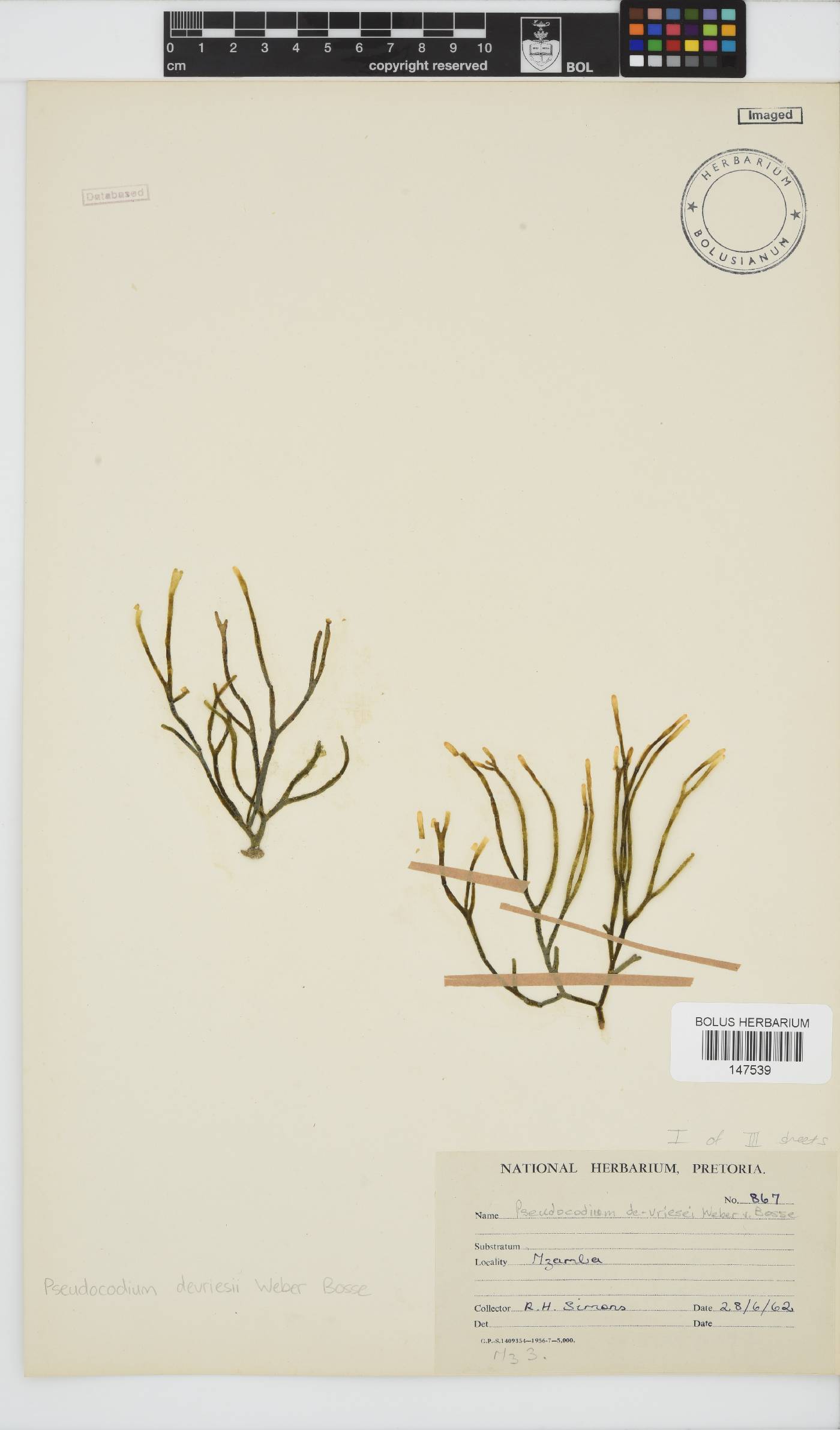 Pseudocodium devriesii image