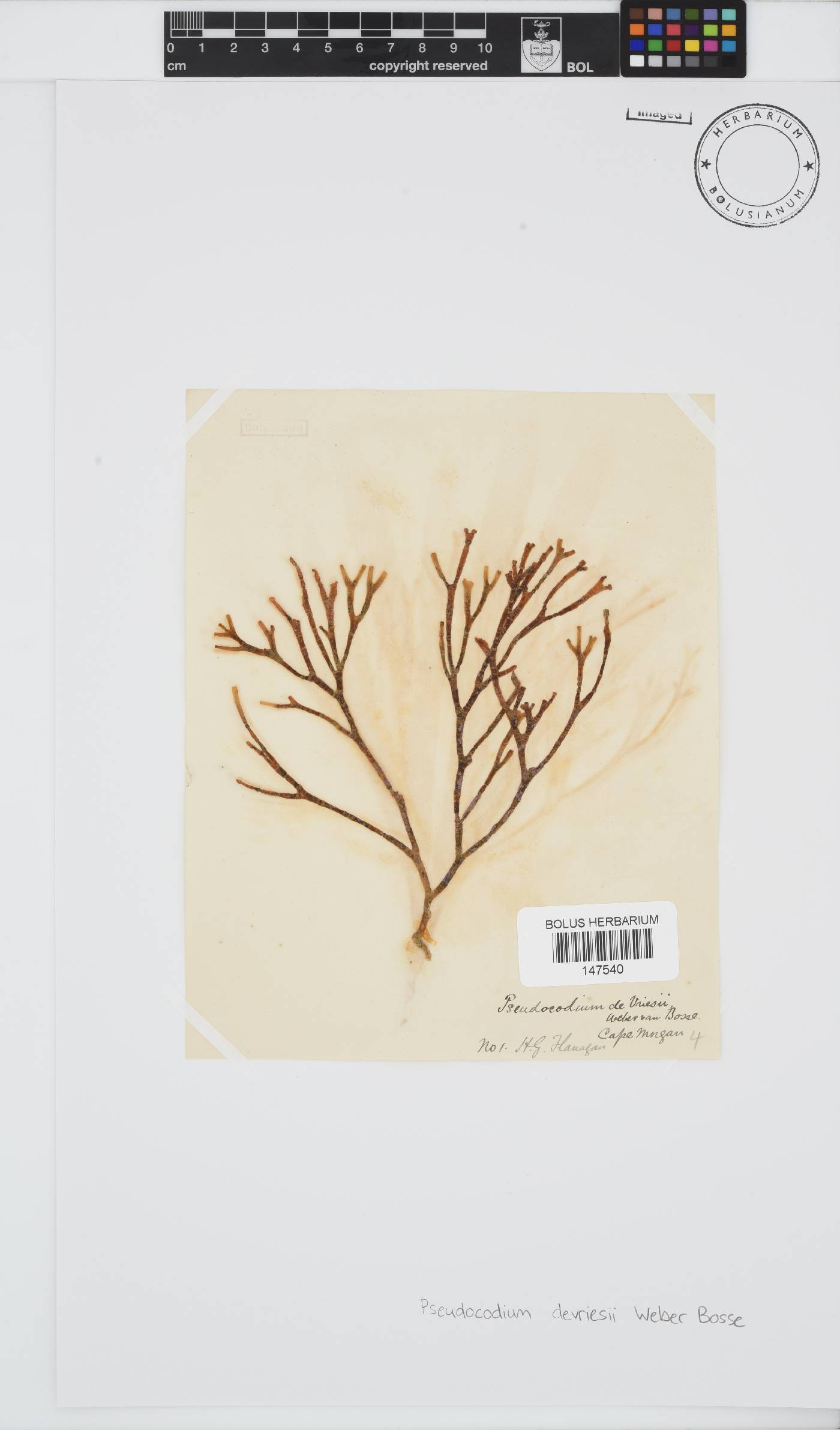 Pseudocodium devriesii image