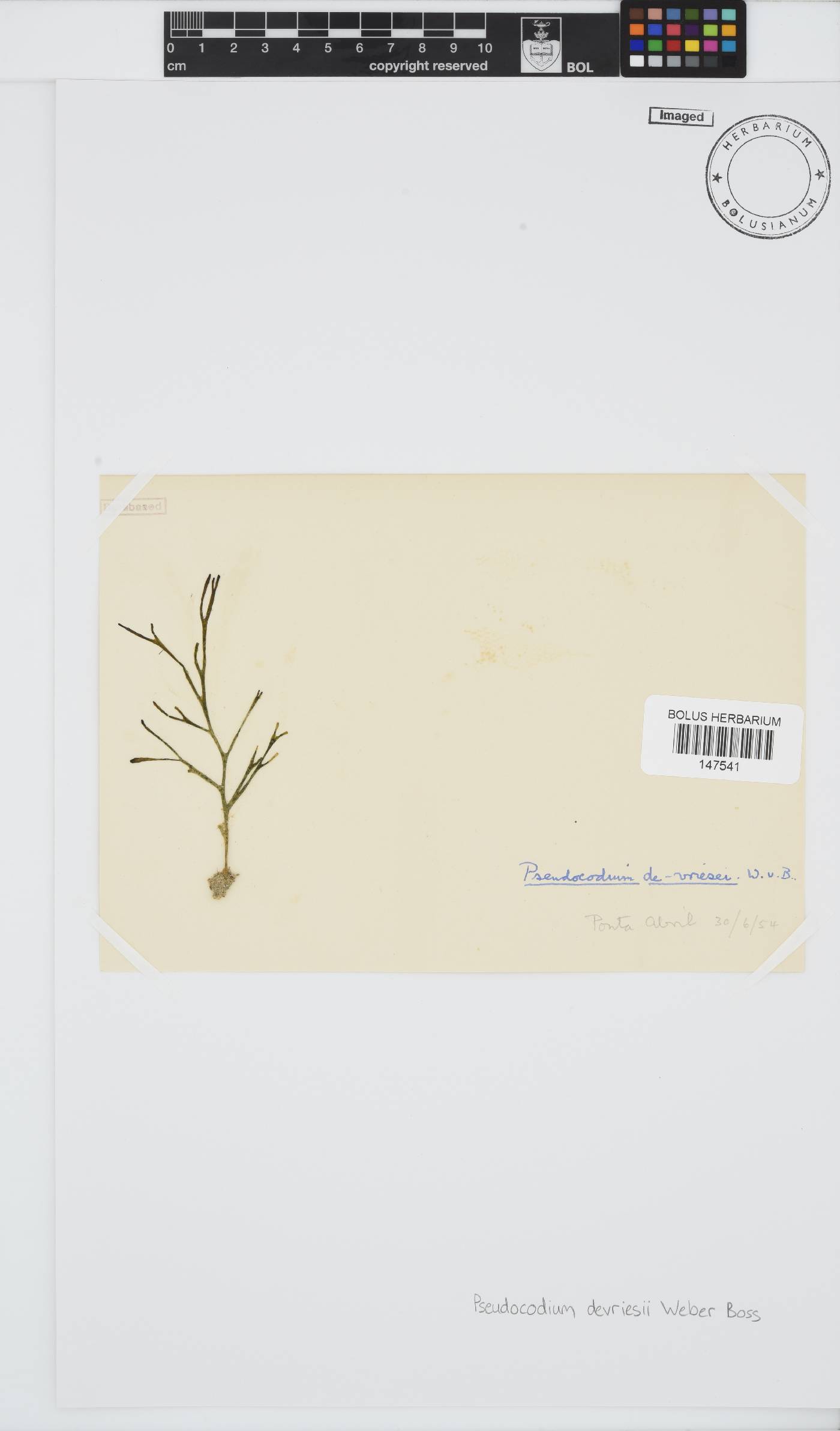 Pseudocodiaceae image