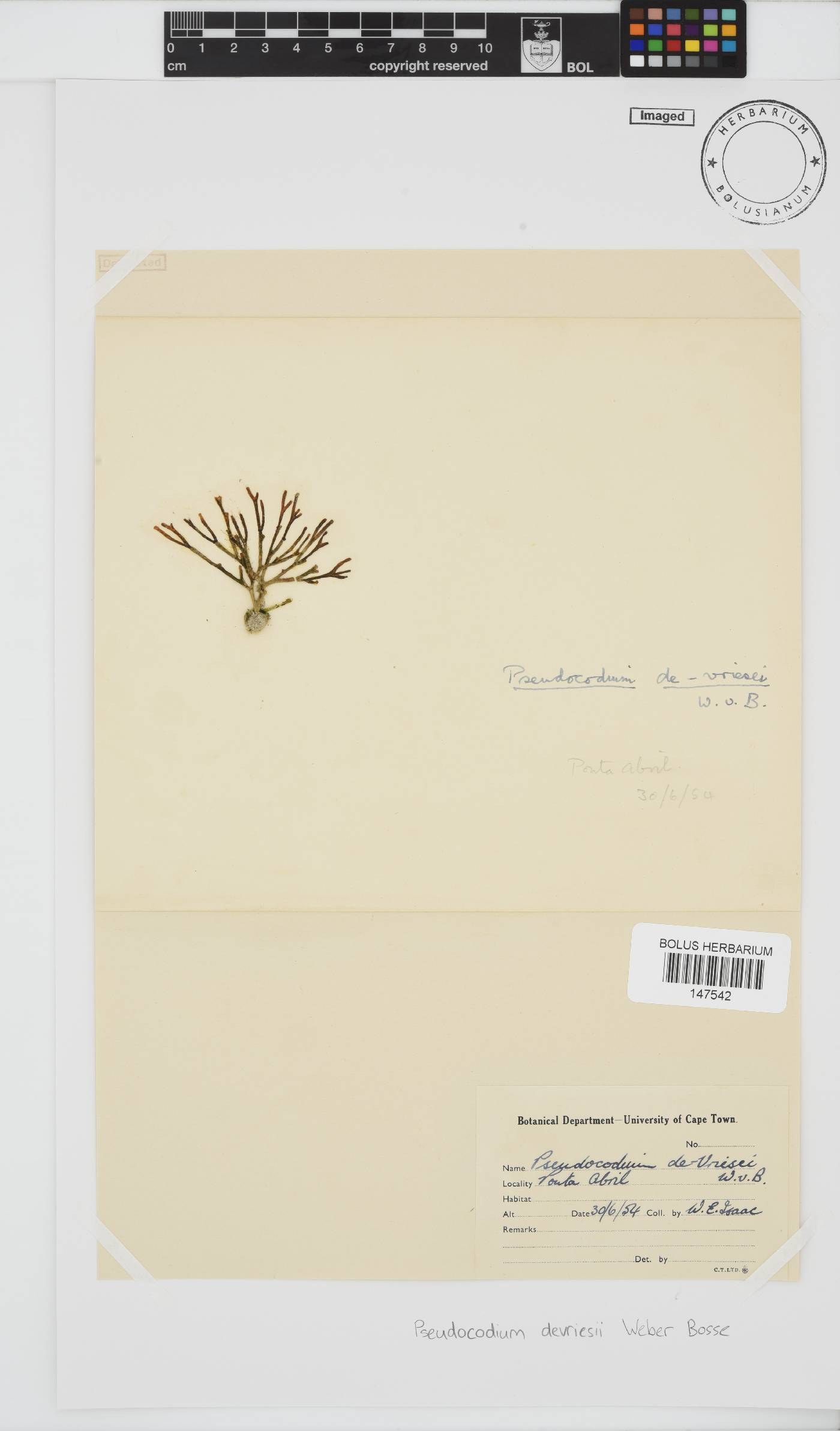Pseudocodium devriesii image