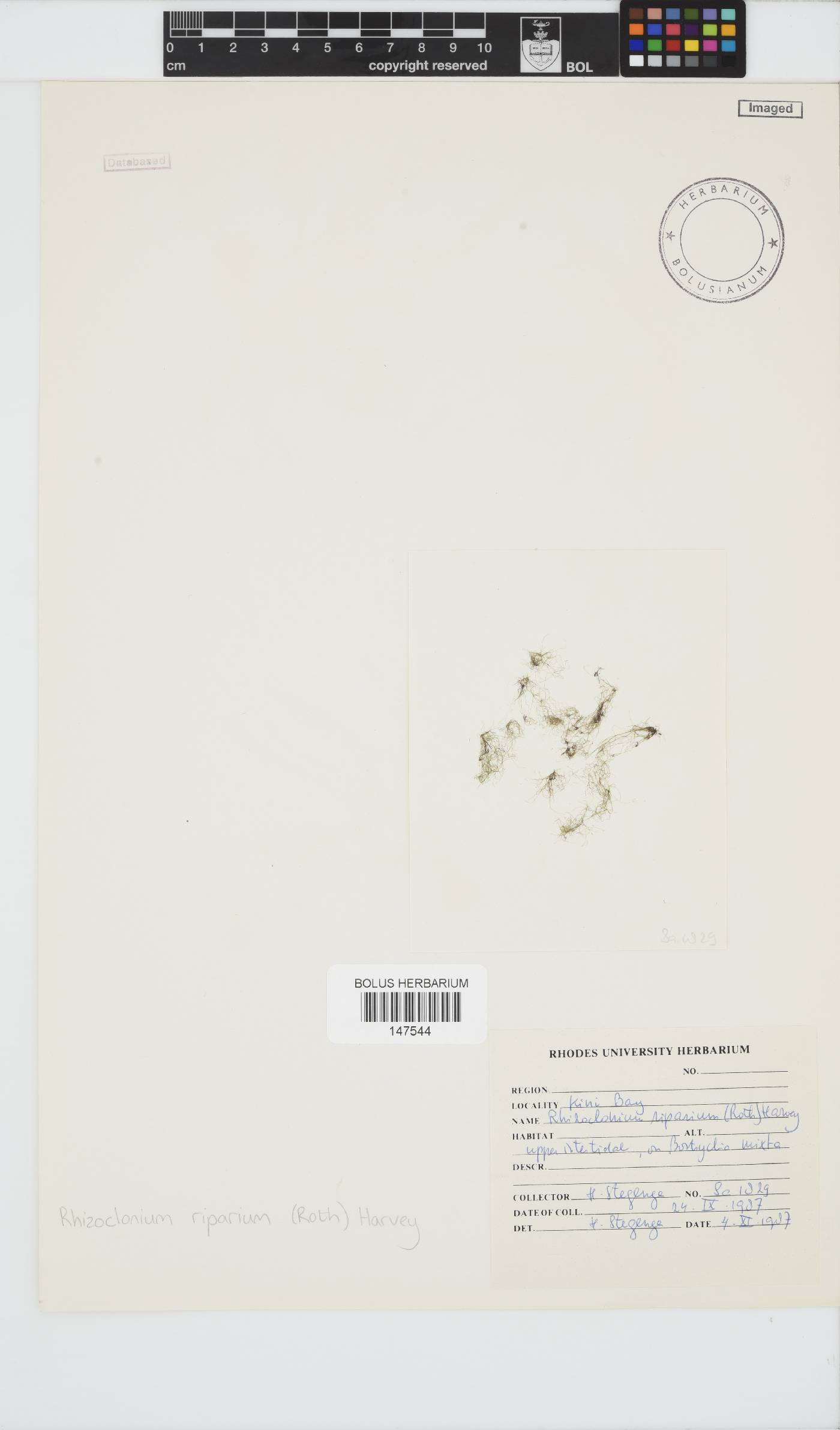 Rhizoclonium riparium image