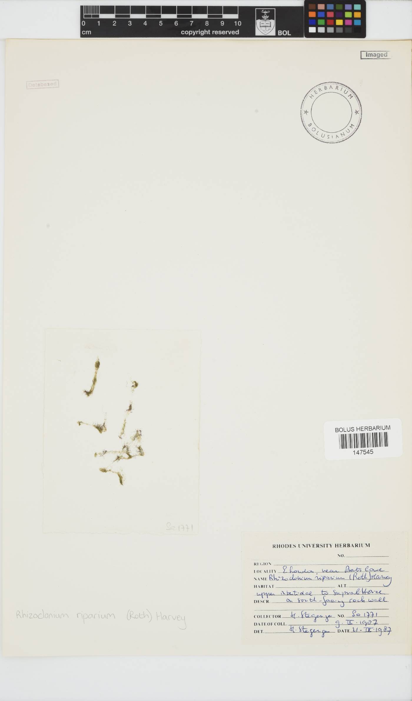 Rhizoclonium riparium image